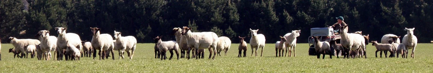 Order Forms — Motu-Nui Rams