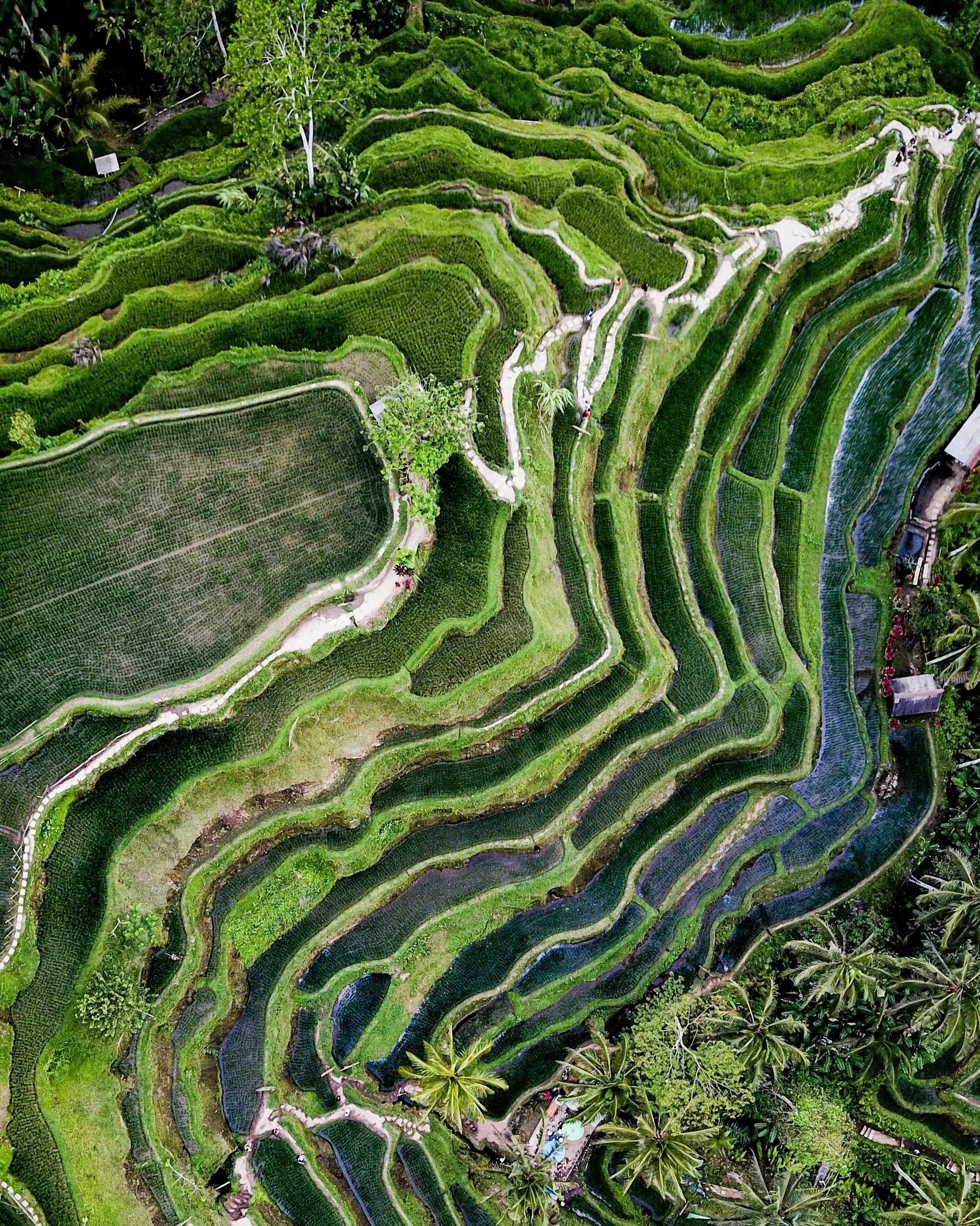 BC0028 - BALI.jpg