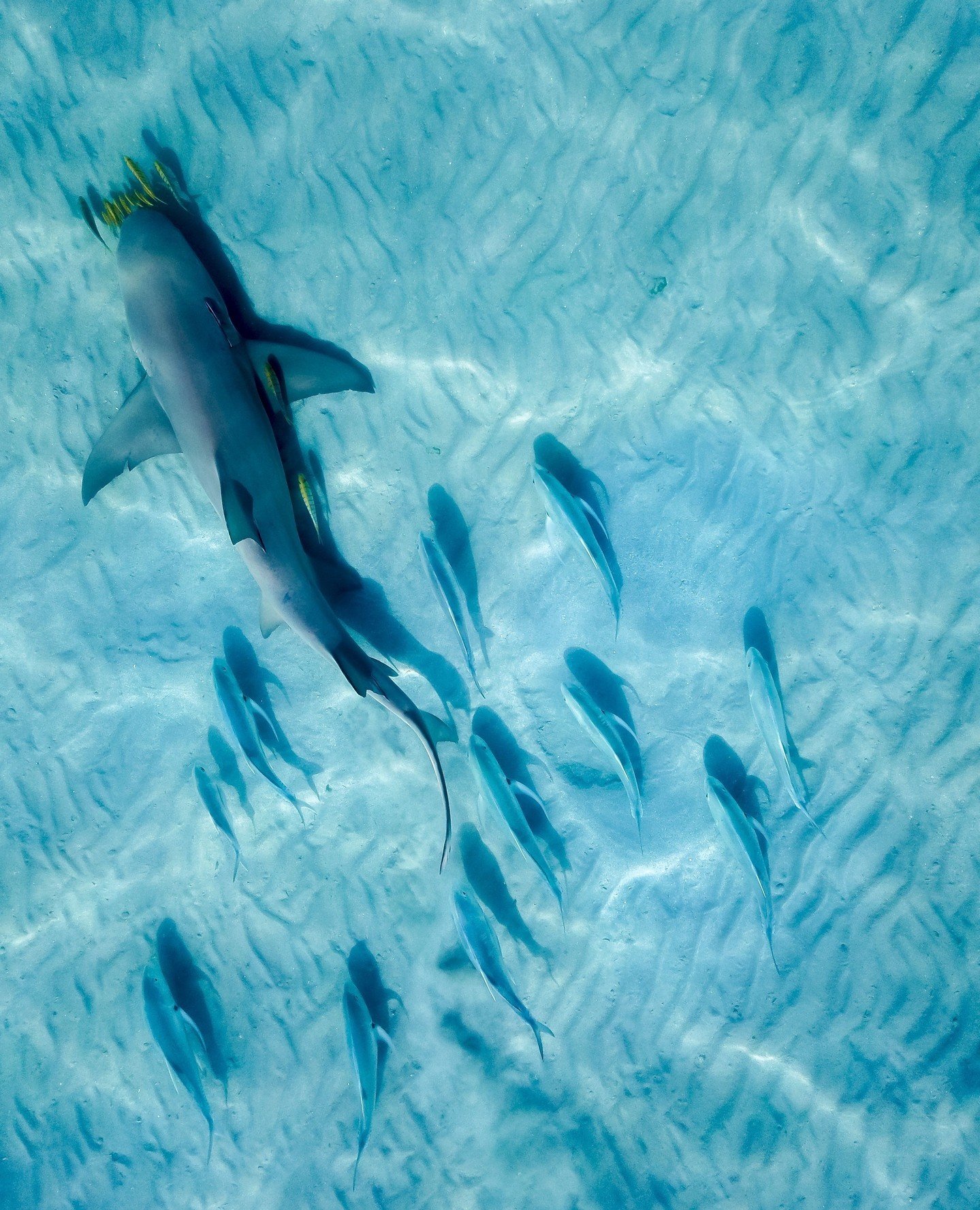 Bundegi Mangroves - Lemon Shark⁠