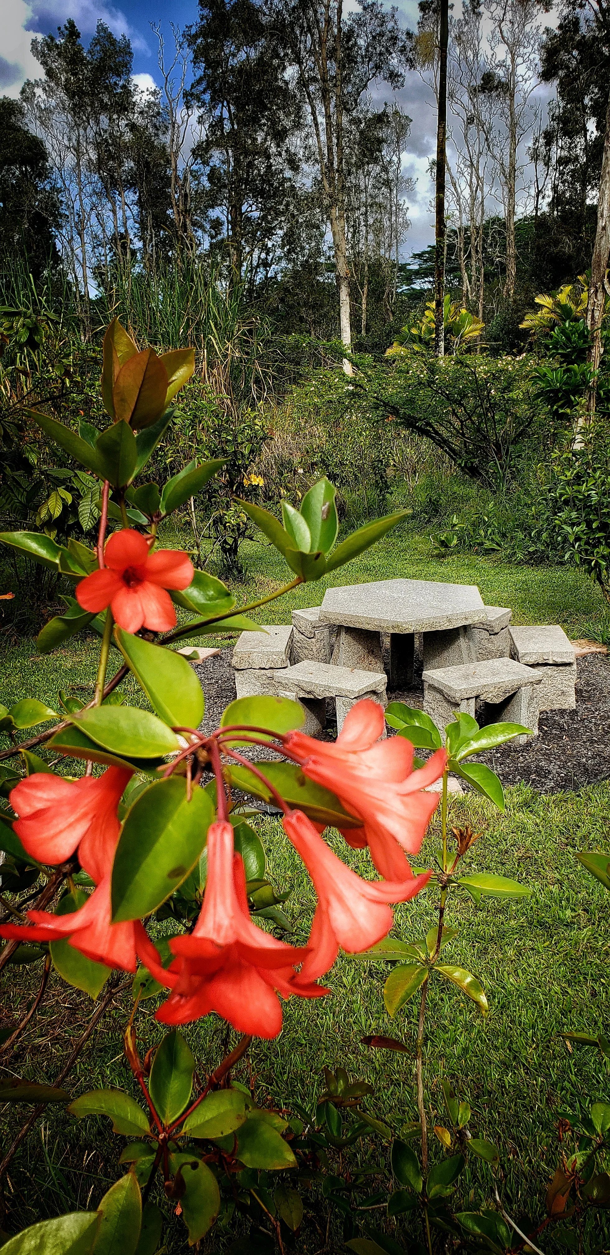 Hawaii psilocybin retreat.jpeg