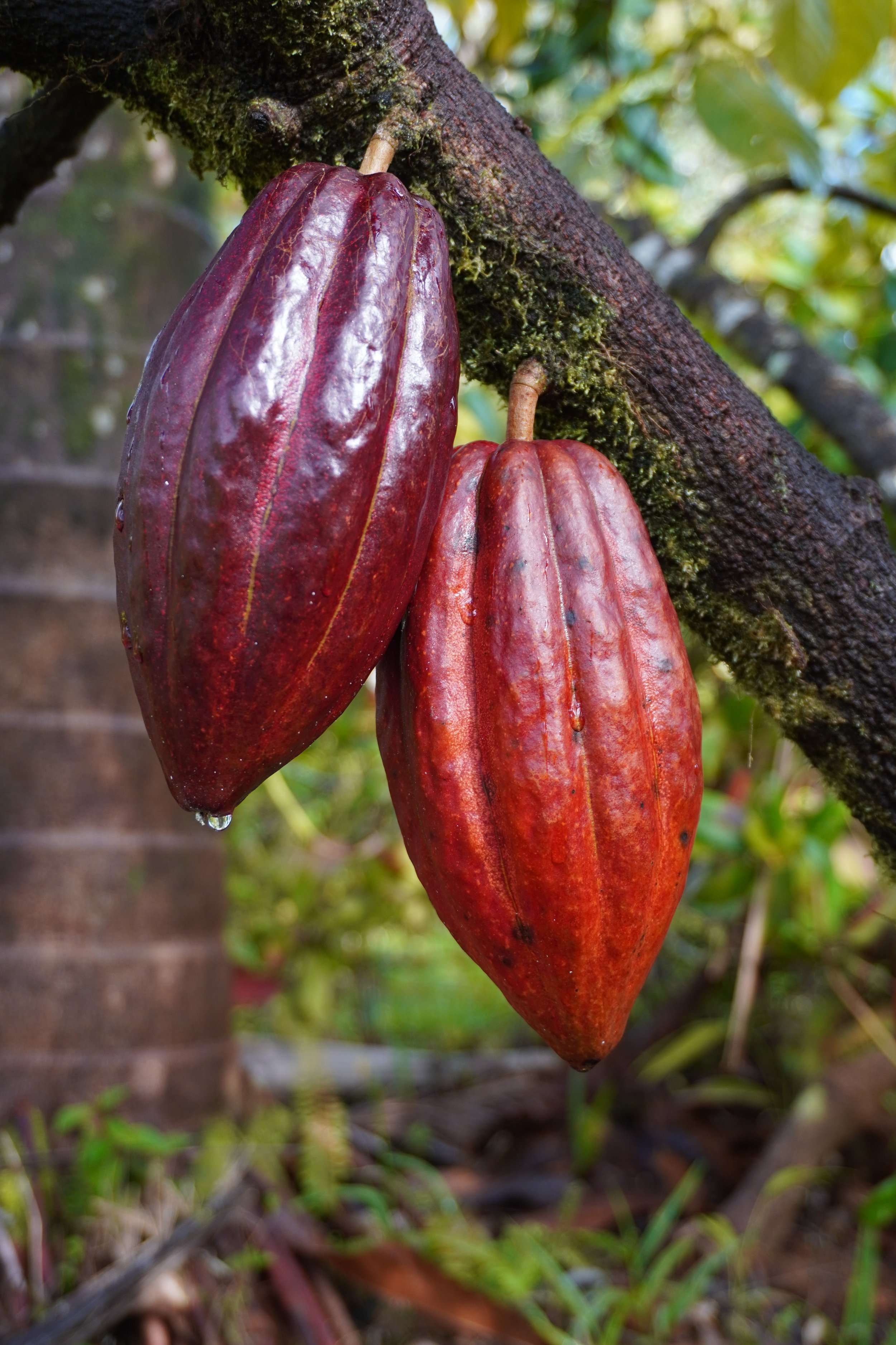 psilocybin journey.JPG