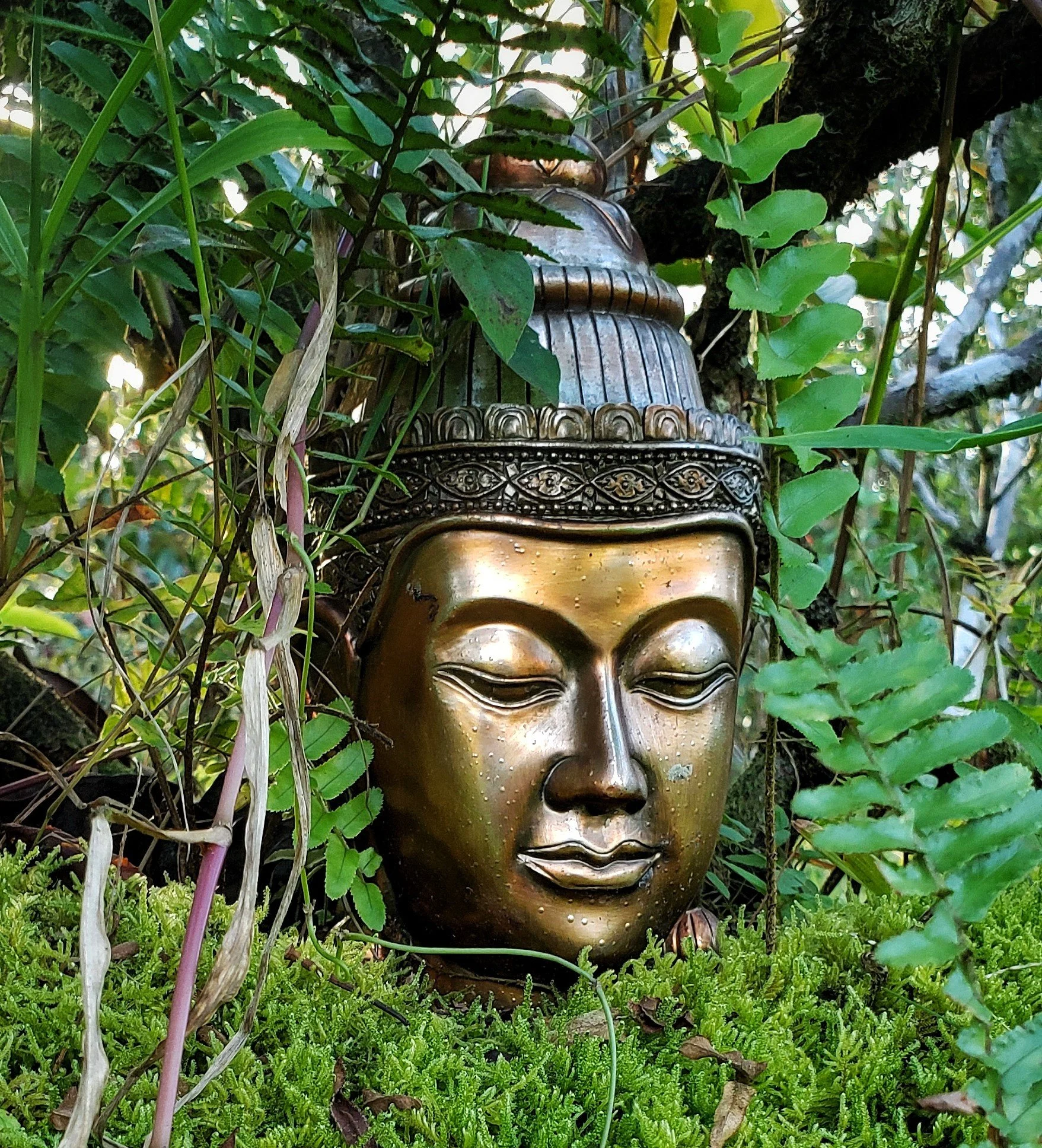 Psilocybin Retreat US 1.jpeg
