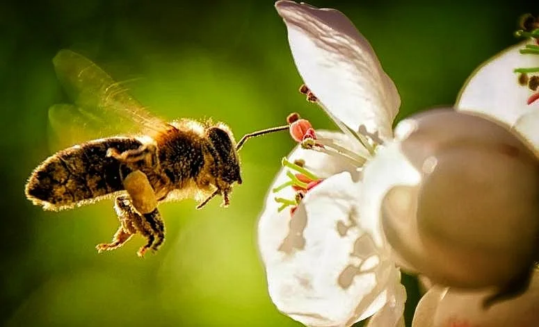 psychedelic trip hawaii.jpeg