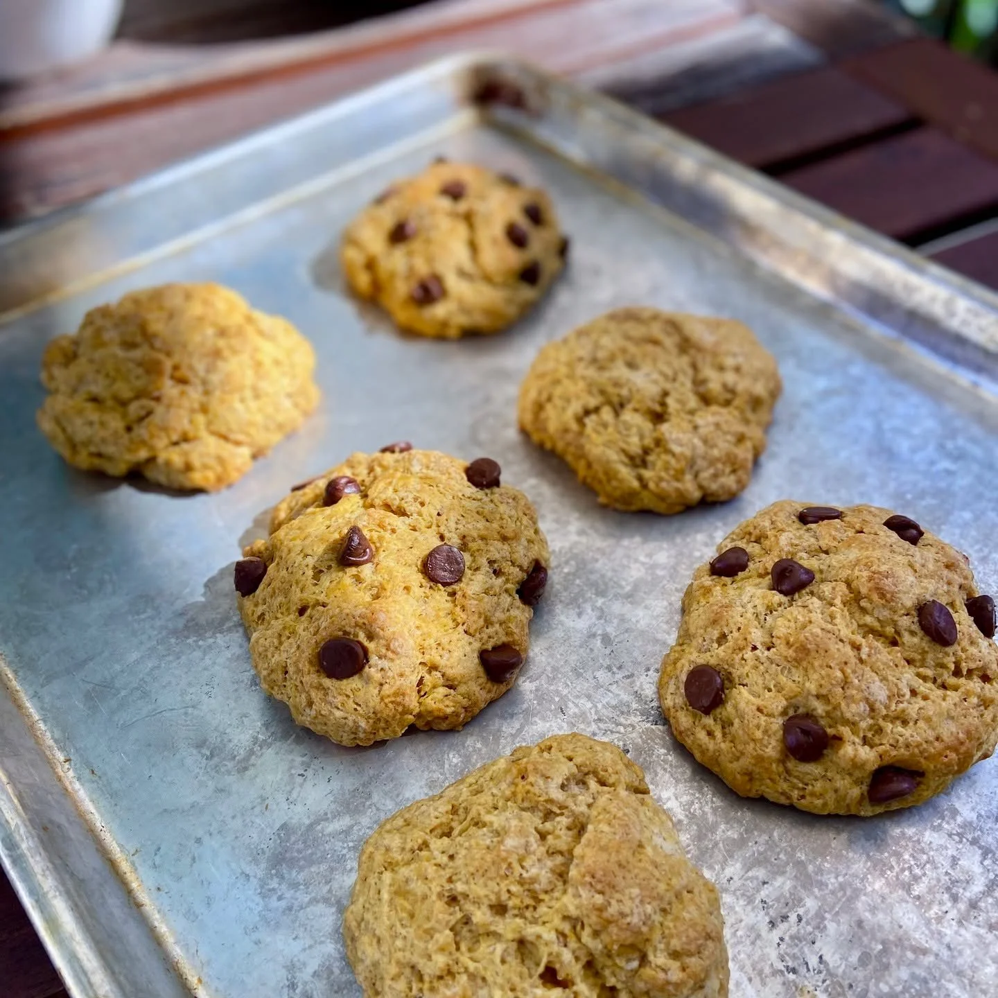 Warm cinnamon, fragrant ginger, and pumpkin come together with buttery richness and melty chocolate chips in these tender sourdough scones. #sourdough #scones #homebaker #pumpkinspice #buttery #chocolatechip #falltreats #pumpkinseason
