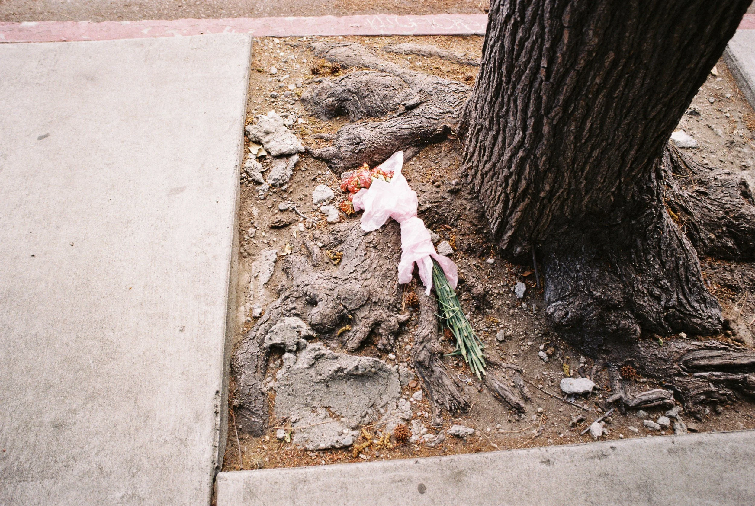Flowers on the Curbside.jpg