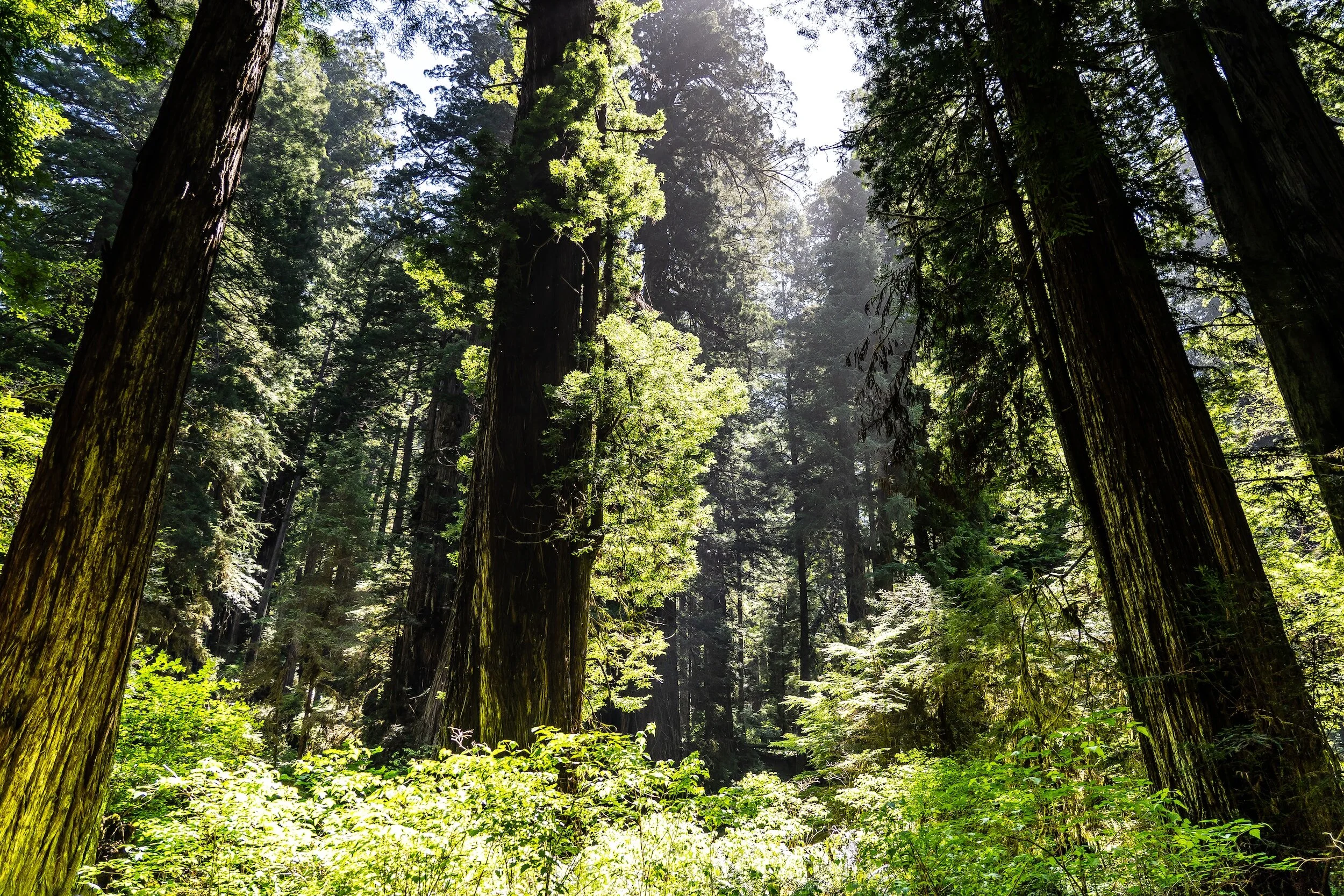 Tall redwood trees in a sunlit forest with lush green undergrowth