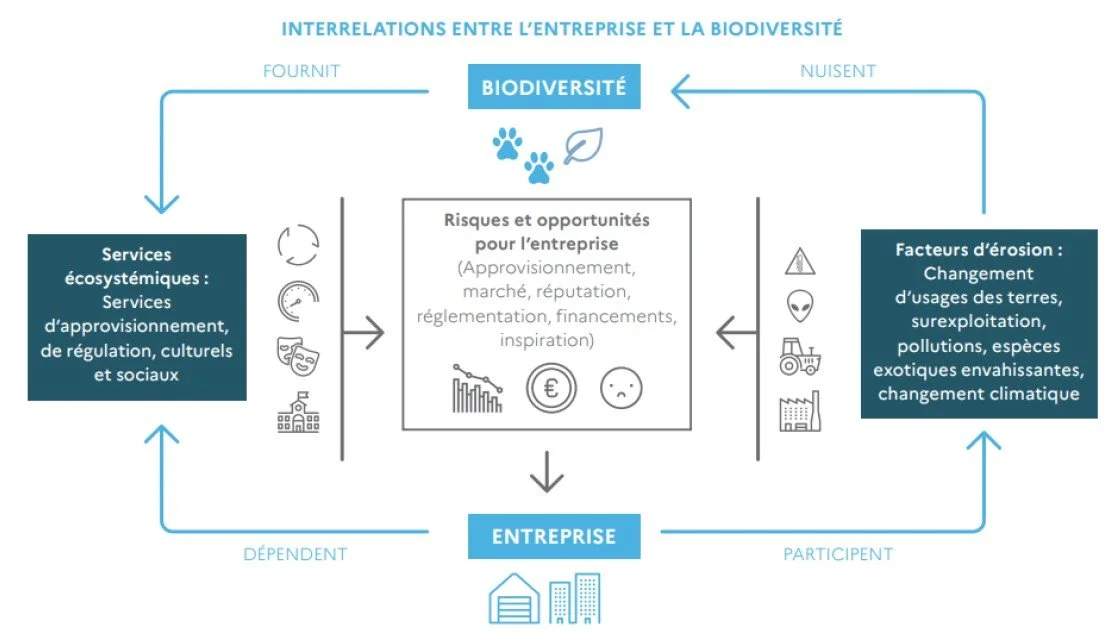 Impacts, dépendances, risques et opportunités : 4 leviers clés pour renforcer la performance durable de votre entreprise
