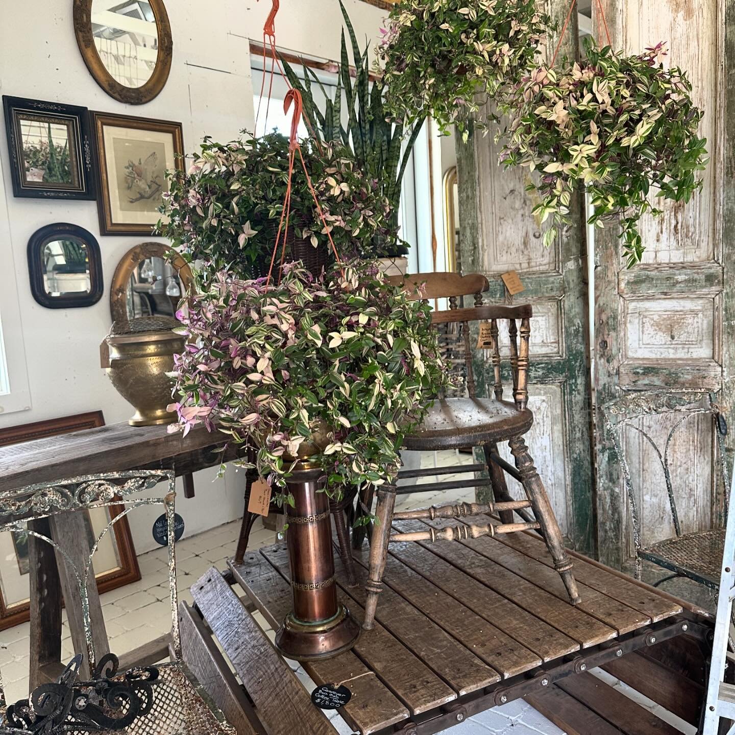 Busy behind the scenes staging . 
Creating inspiring vignettes .
Mark your calendar for Our Spring Reveal 

MAY 18 / 19 10am-5pm

SHOP and GREENHOUSE OPEN

#vintagestyle #junker #picker #vintagestore #interiordesign #interiordecor #antiqueshop #garde