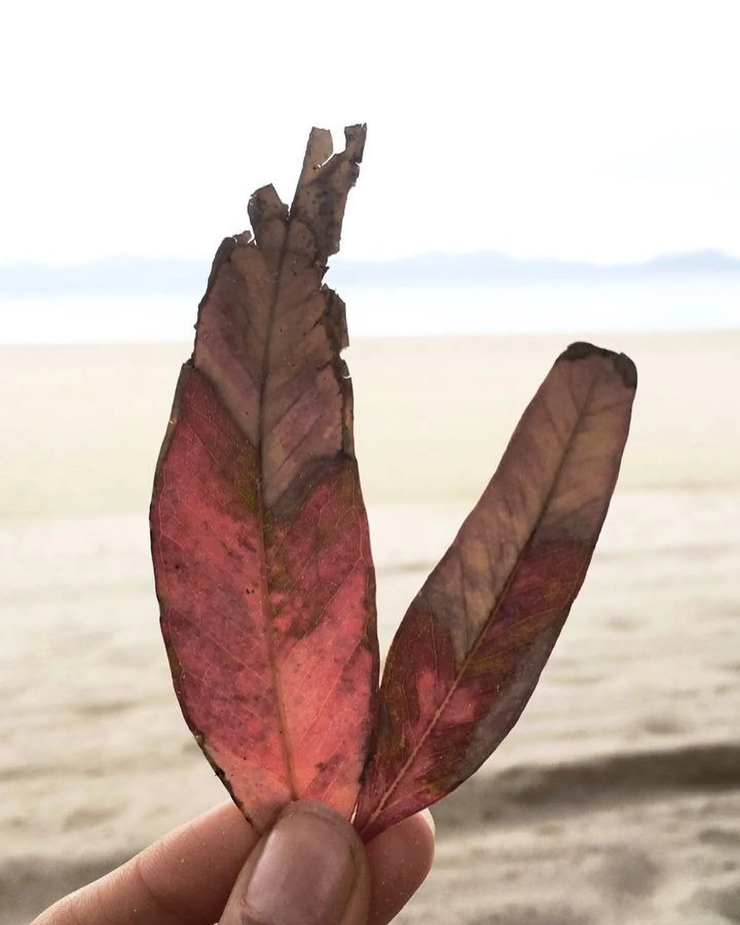 Another beginning of the year. September. 🍂🌴🍃 Beginning of new challenges and smiles. Projects and moments to connect with.

Back to study. Back to work. Return to the dreams that remain to be fulfilled.

#september #mallorcaisland #mallorcaparadi