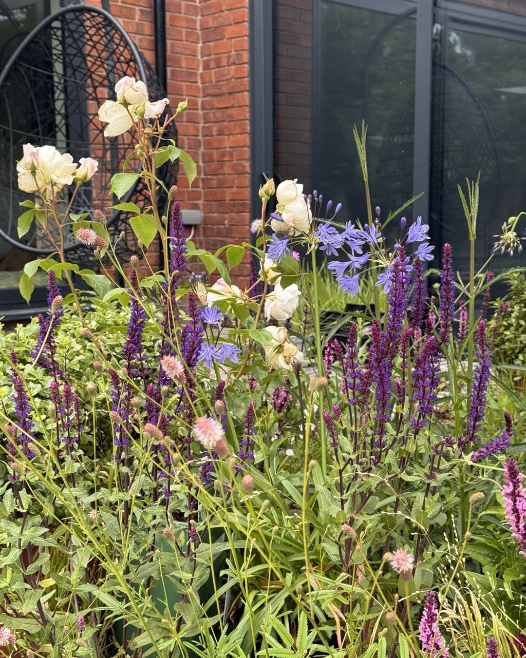 i wish i can share the scent of this garden. Jasmine flowers are not visible in this photo but they have strong role in this moment. #gardendesign#flowers#landscapearchitecture#englishgarden#towngarden#workingforjoy