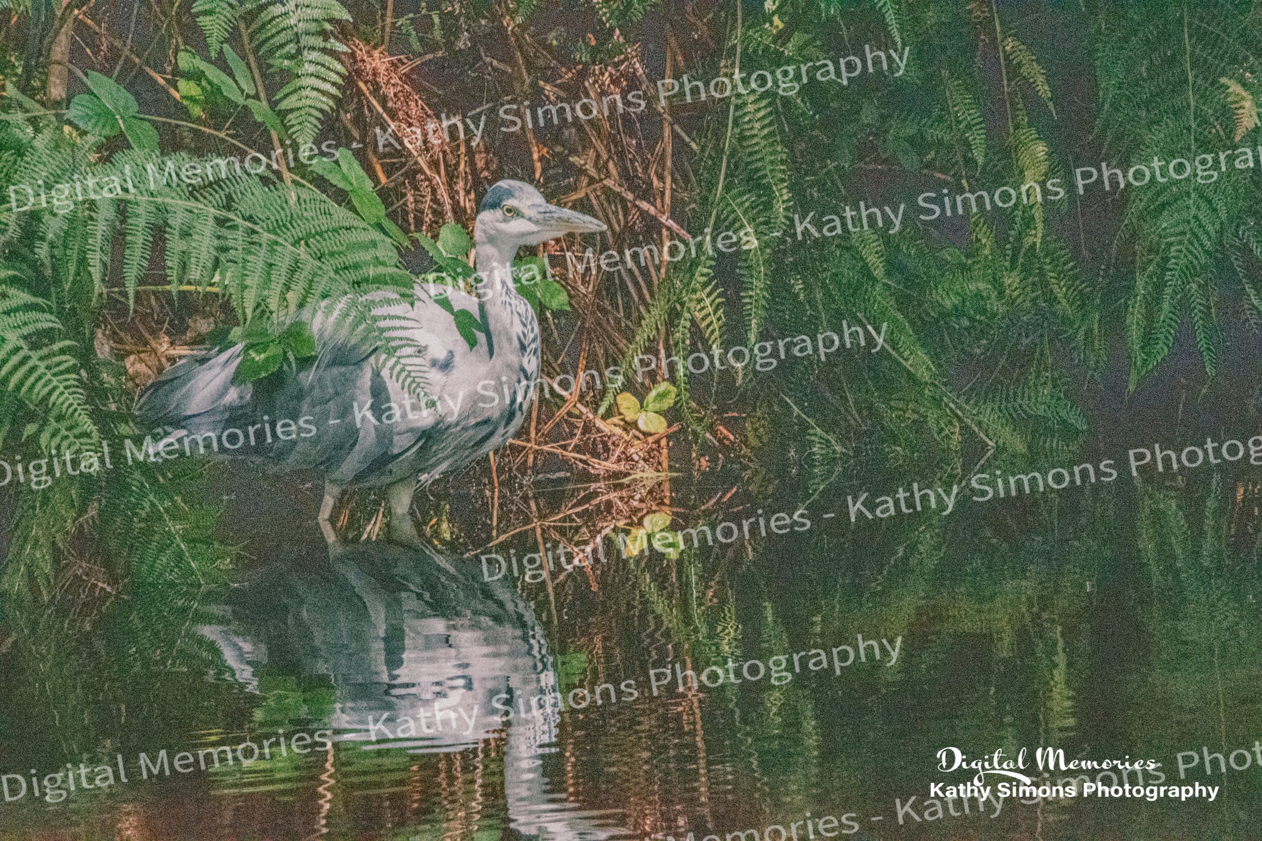 Digital Prints - The Heron