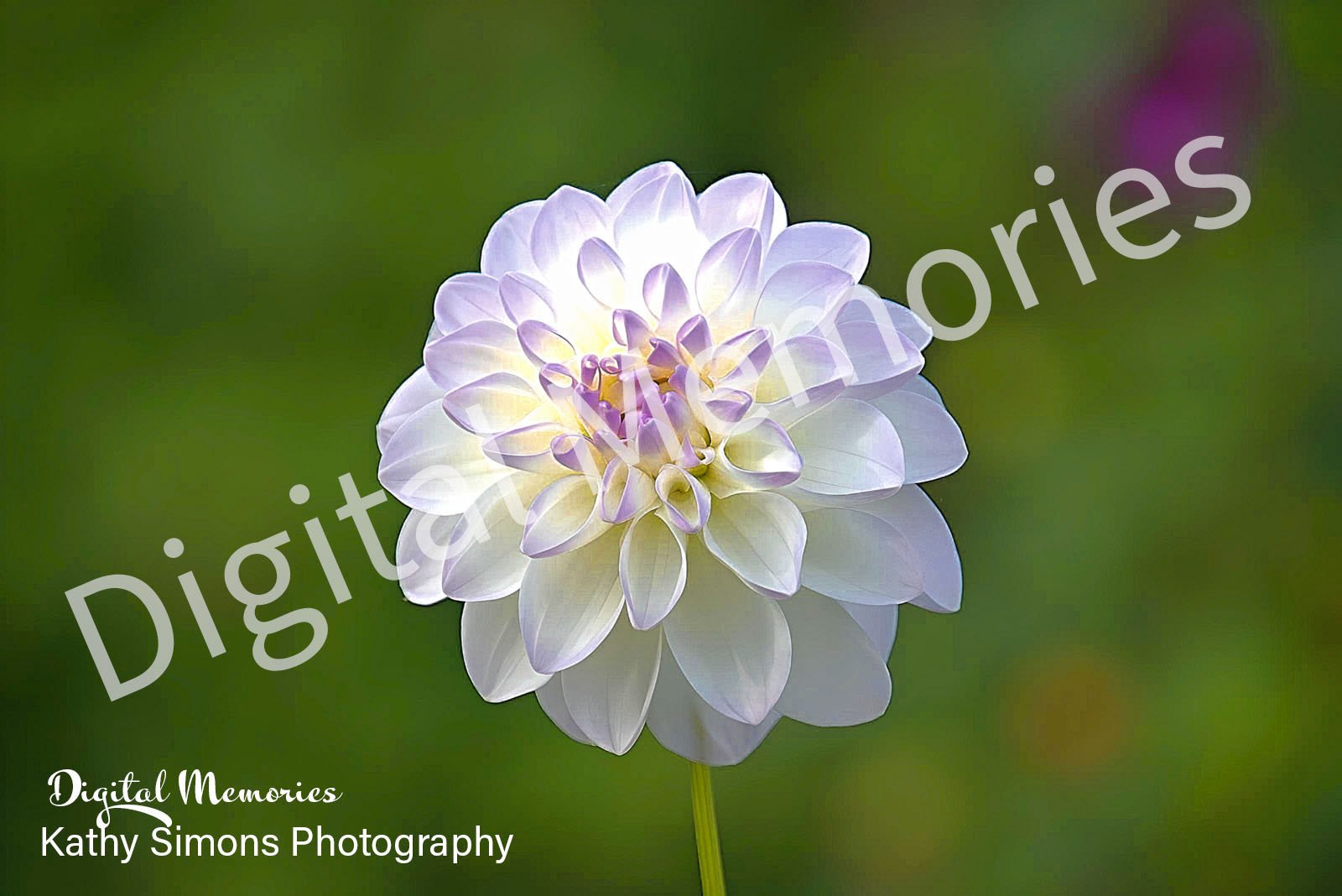 Digital Prints - Flowers At Quarry Mill