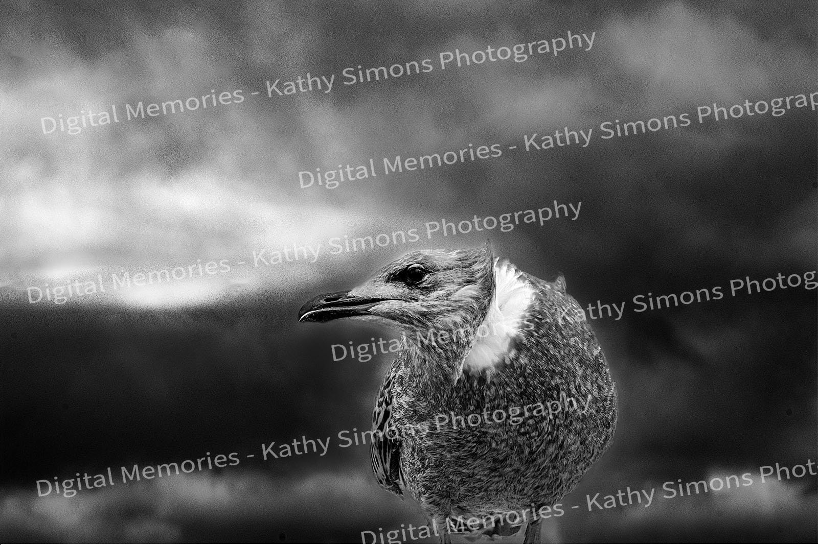 Digital Prints - Stormy Weather