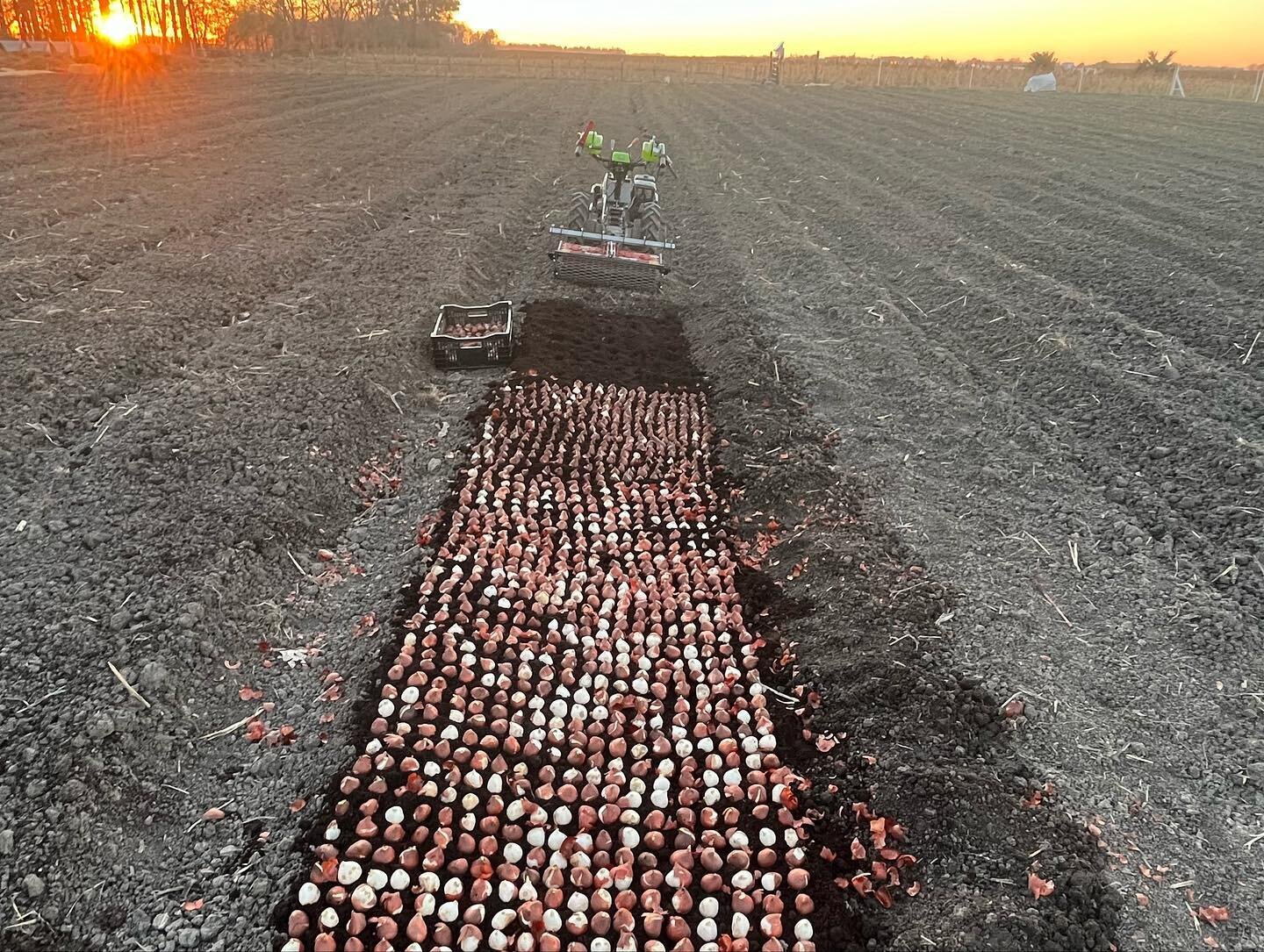 What a quick few weeks it&rsquo;s been!  This is a very  busy but satisfying time of year for all farmers and we find ourselves occupied with different tasks this season.  Here&rsquo;s what we&rsquo;ve been doing ✅: 

Tulips are new to us this year a