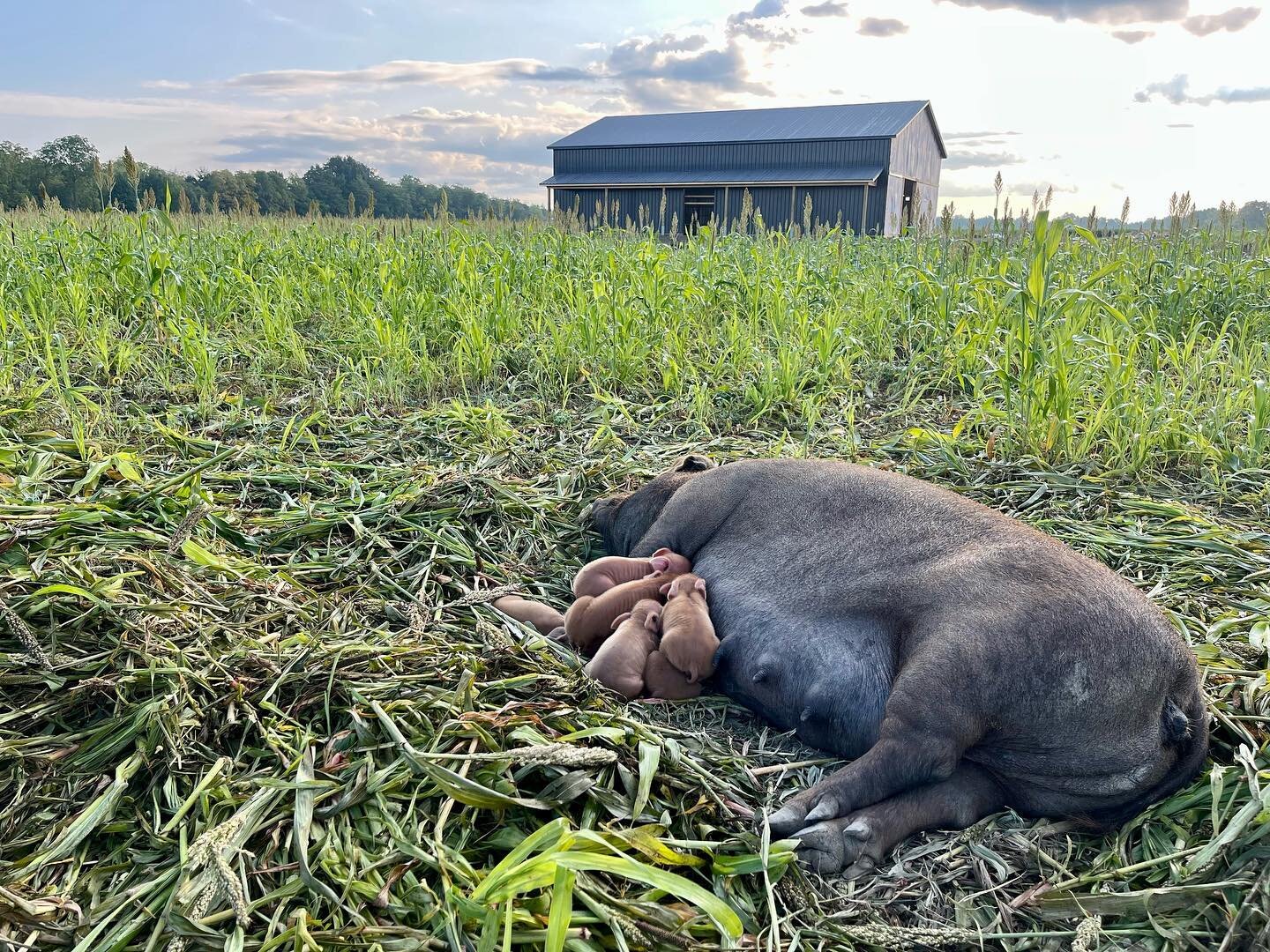 Cute baby piglets alert!  Lots of life is being born on the farm these days as 6 of our 7 sows dropped litters last week.  We will keep some for ourselves and sell the rest to other local pastured pork farmers.  We still have about 10 piglets availab