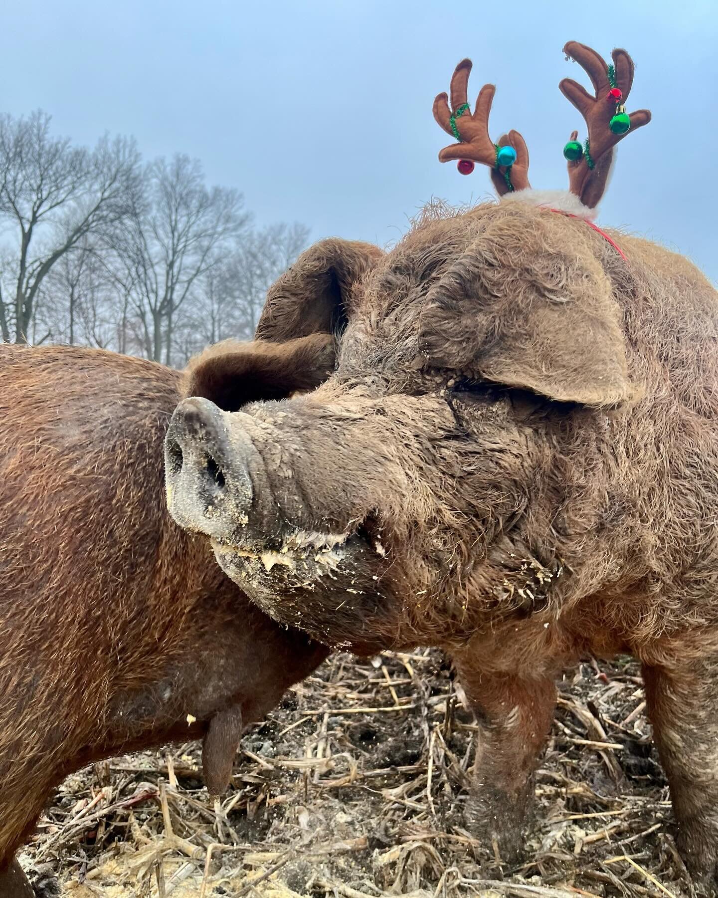 Merry Christmas ya filthy animals.  That&rsquo;s a compliment in swine speak! 

Busy and abundant on the farm these days, racing to build greenhouses so we can get our plants started on time and grow some delicious food for you all. 

Wishing you the