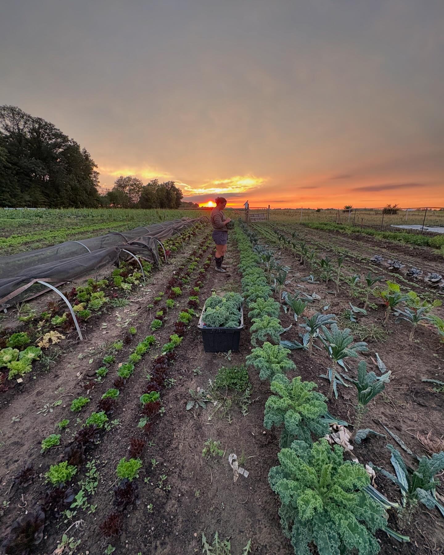 Farm store is open!  Salsa supplies are still fully stocked, pastured non GMO pork is abundant and all the cool season salad goodness is colliding with summer over here.  Come and get your soup supplies for the rainy weekend ahead. 

Open today 2-6 a