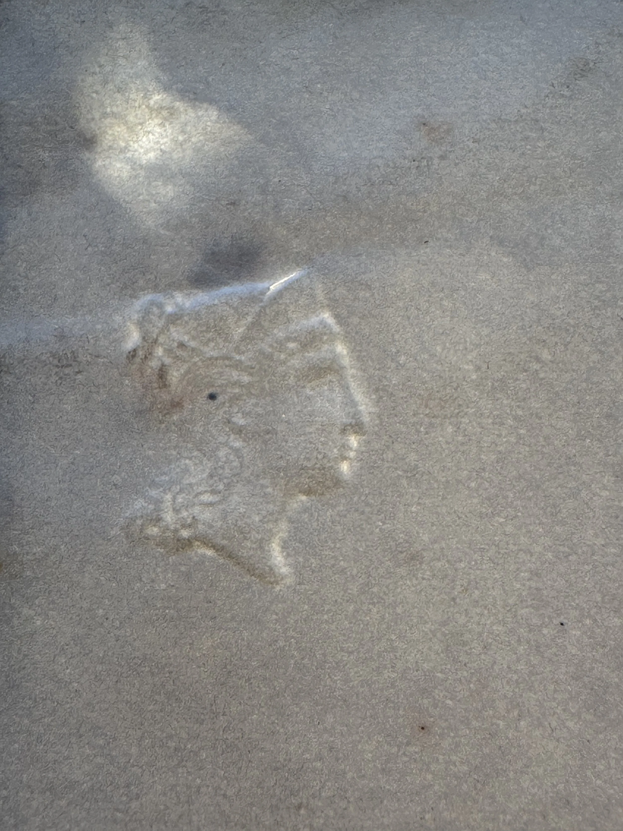 Jen Bervin: Small Fabric