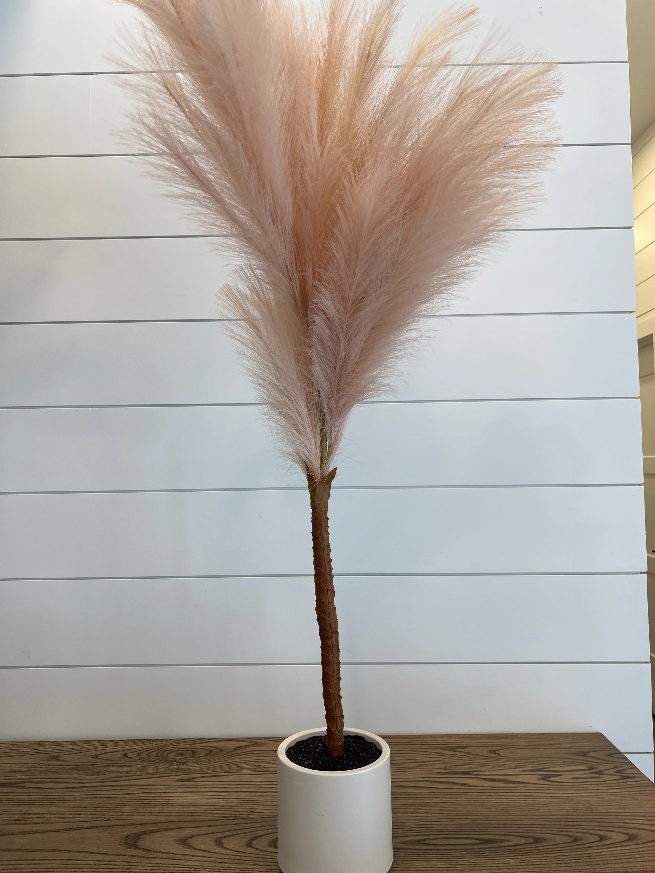 Pink Pompous Plant