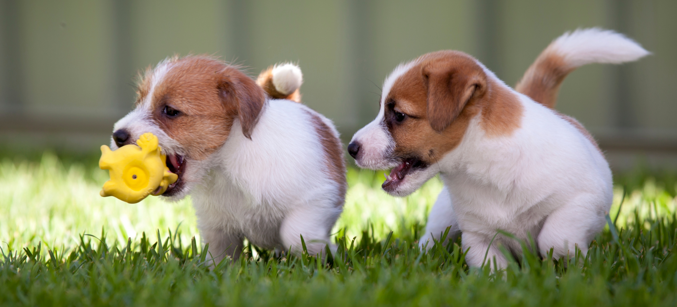 Two brown and white puppies playing with a rubber toy in the grass.