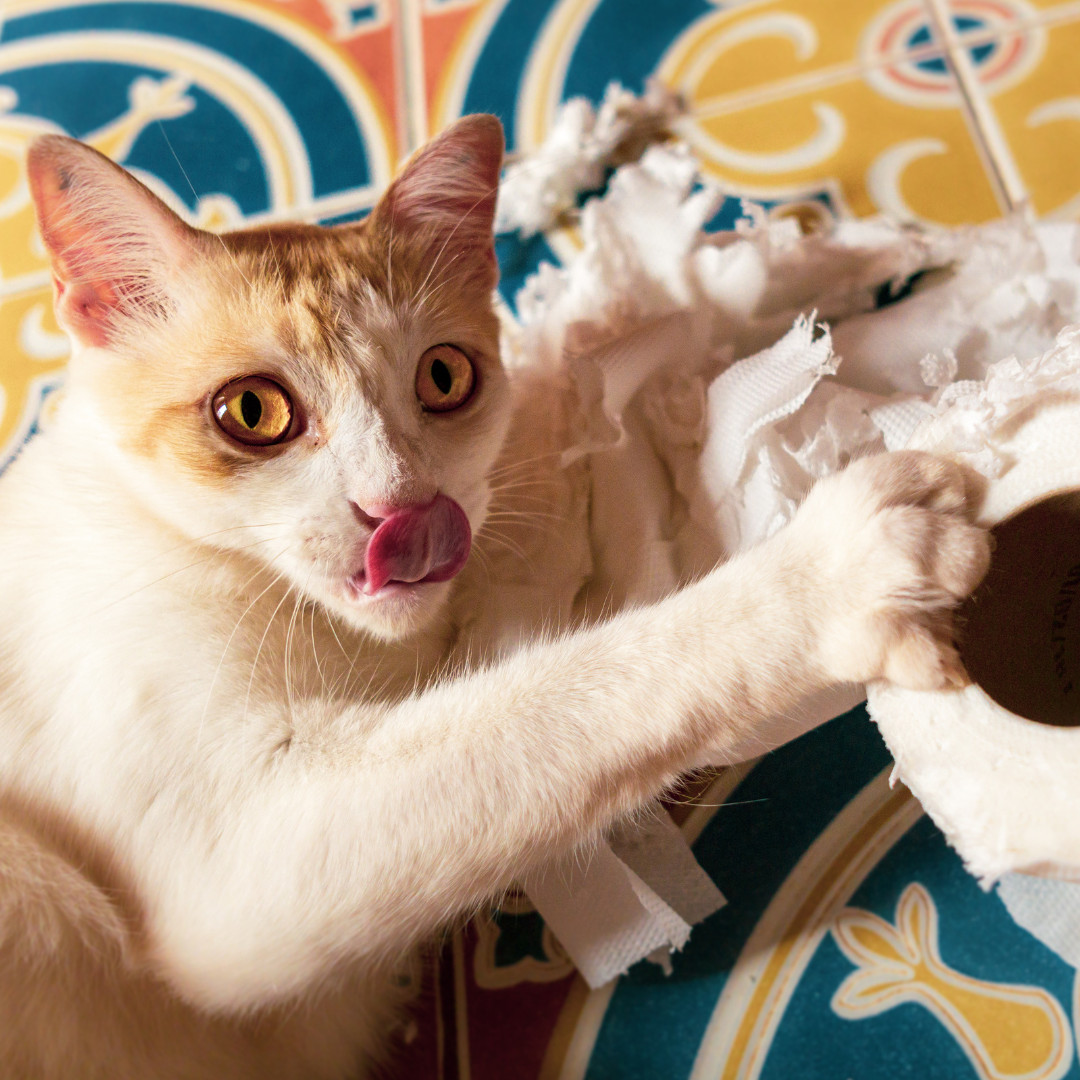 When Should a Cat Sitter Visit? And Other FAQs