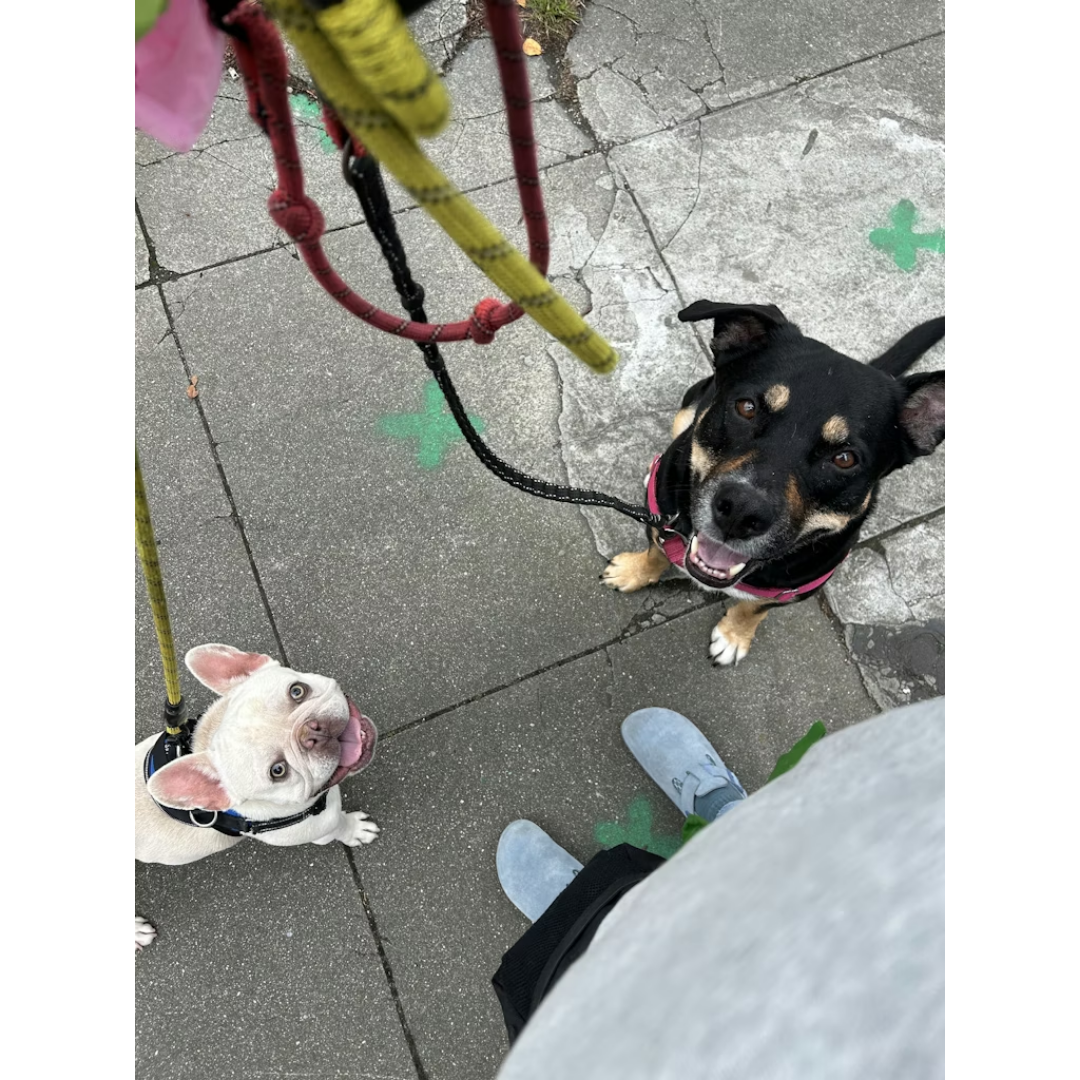 How to Create an Eye-Catching Pet Sitter Profile