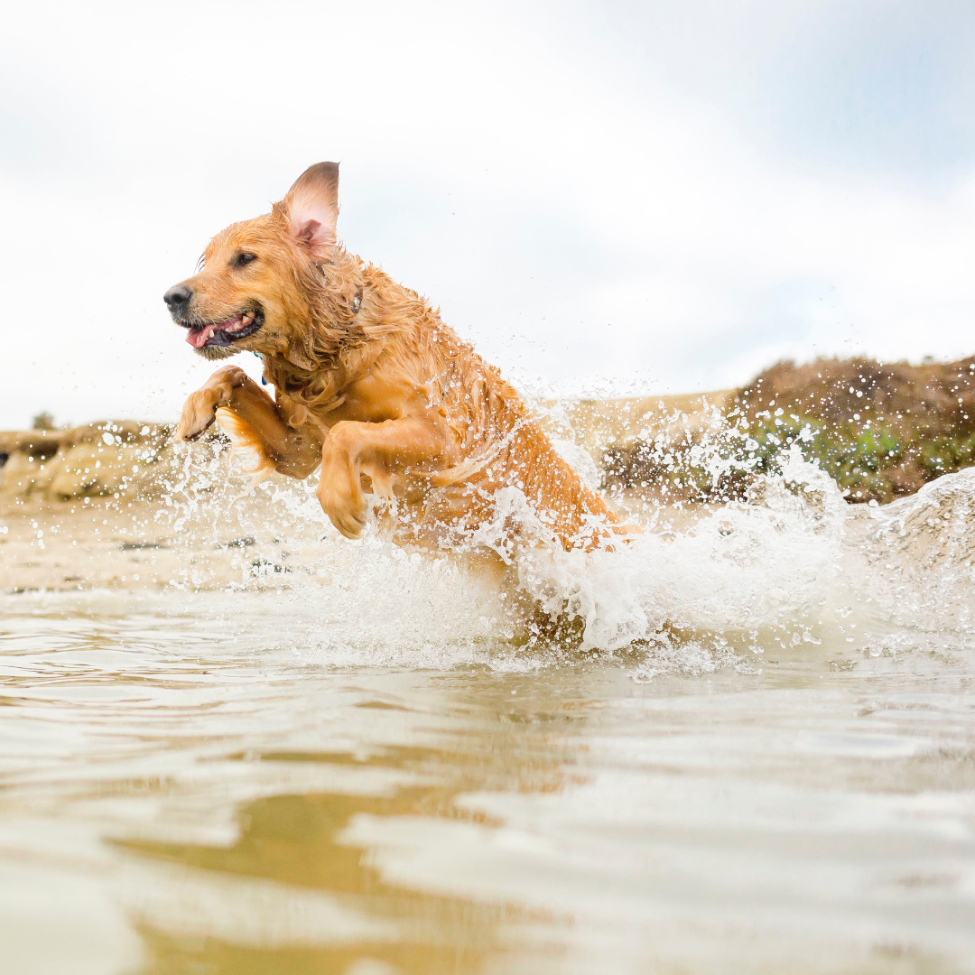 Alternatives to Dog Boarding in San Rafael and Marin County