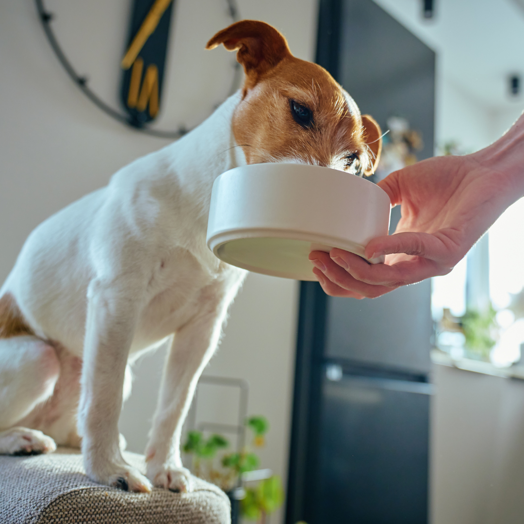 A brown and white terrier dog eating from a bowl that his owner is holding.png