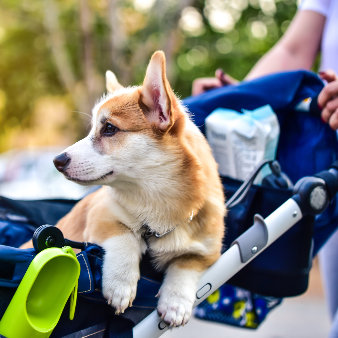 A young corgi riding in a stroller pushed by his dog nanny.