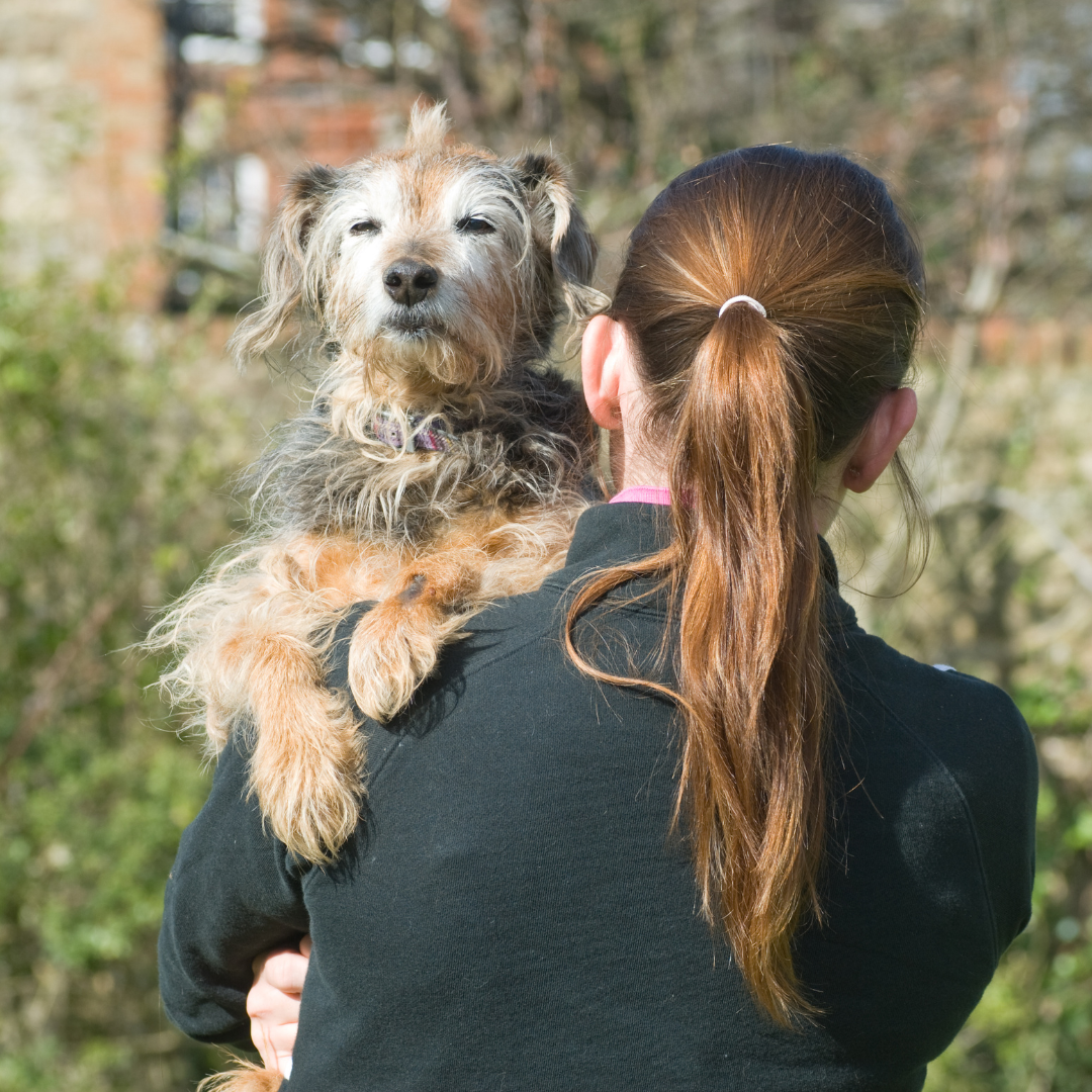 Someone carrying their senior dog at the end of a sunny walk.