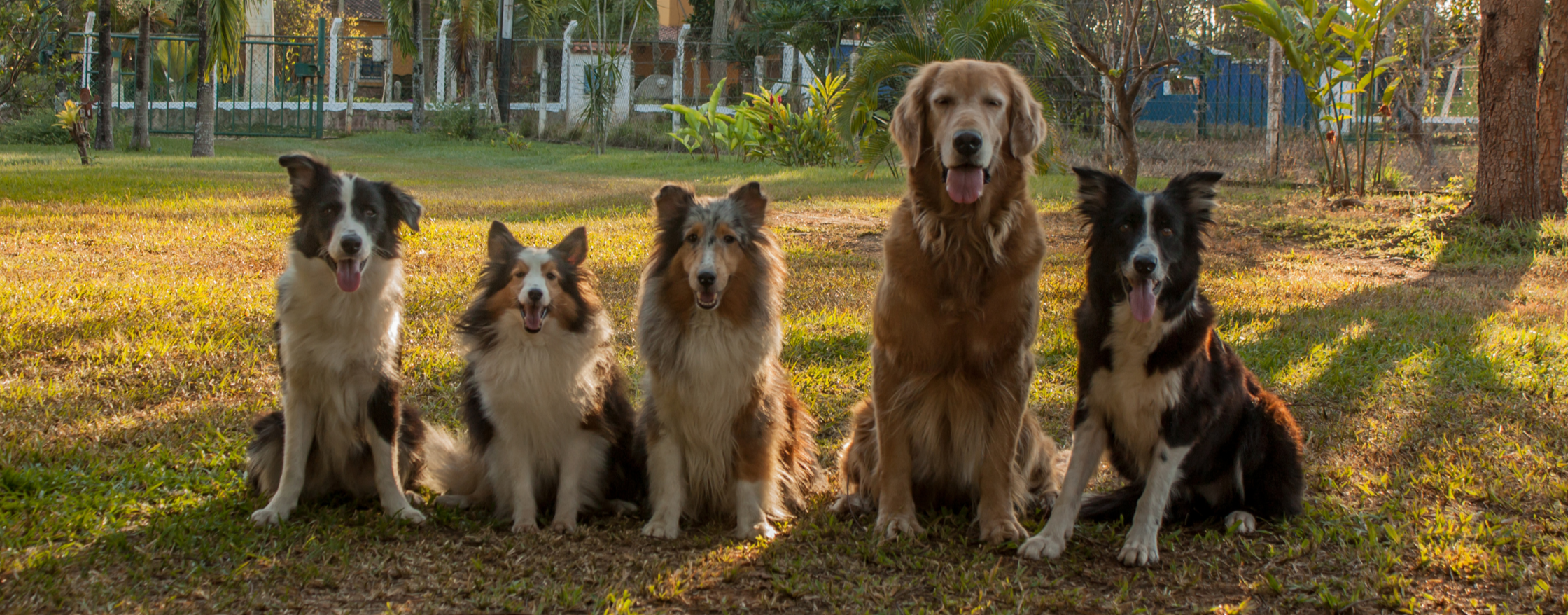 Five dog friends lined up to take a group photo at their playday in the park.