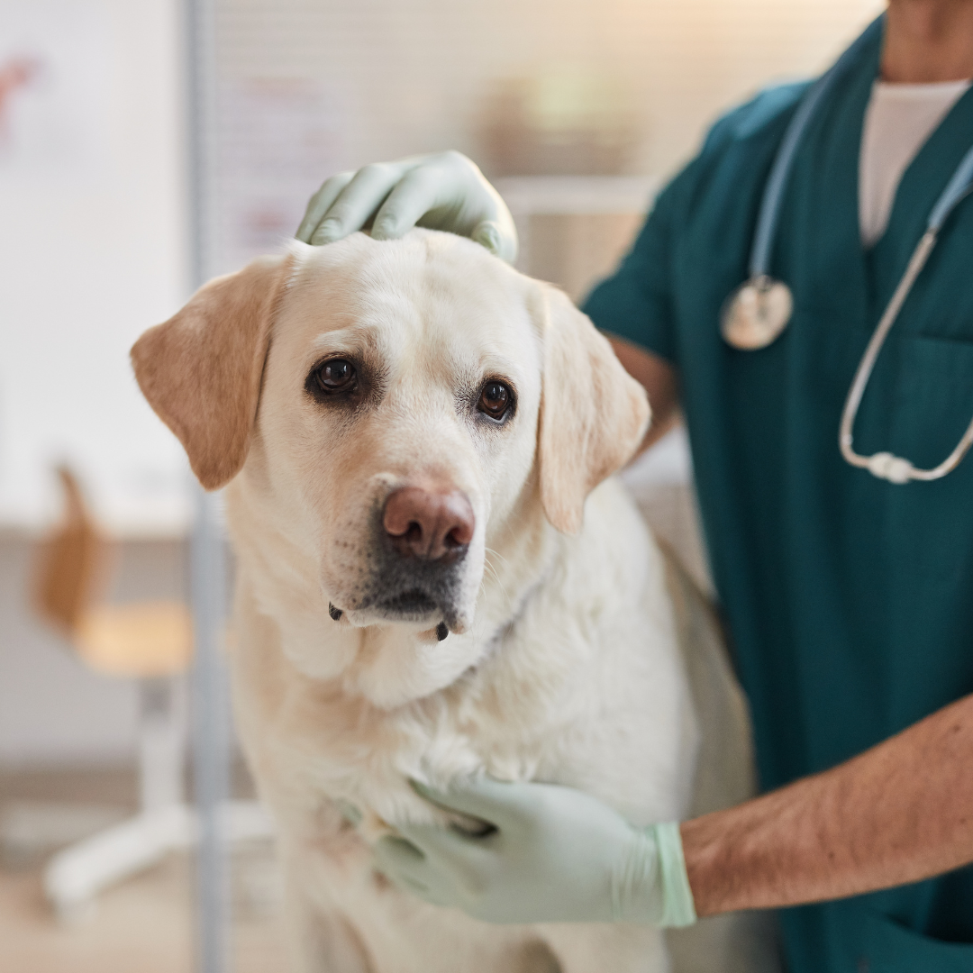 Signs of Illness that Pet Sitters Need to Know
