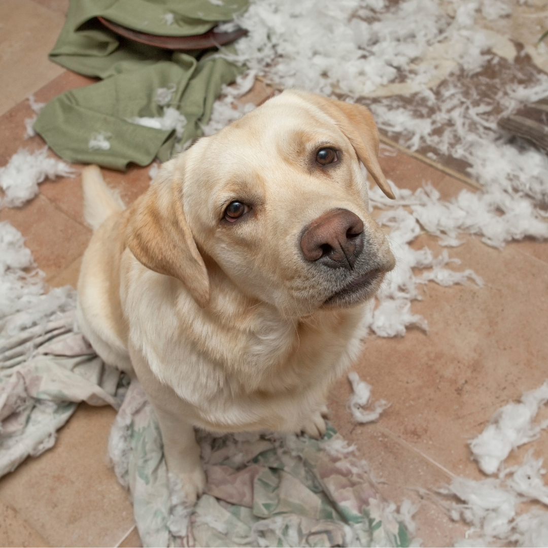 A golden retriever in need of constant care, due to shedding pillows.