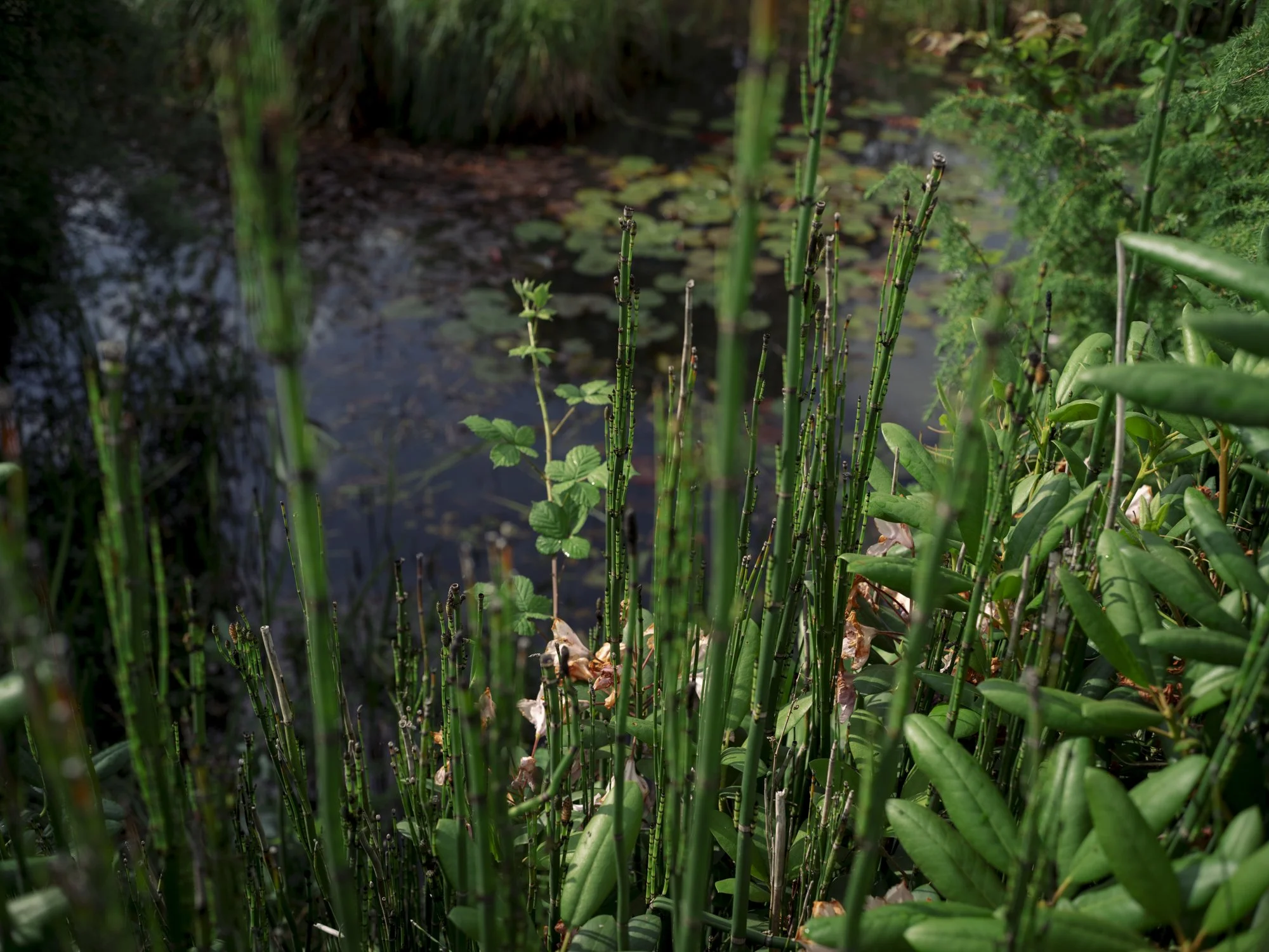 L1010474.jpg