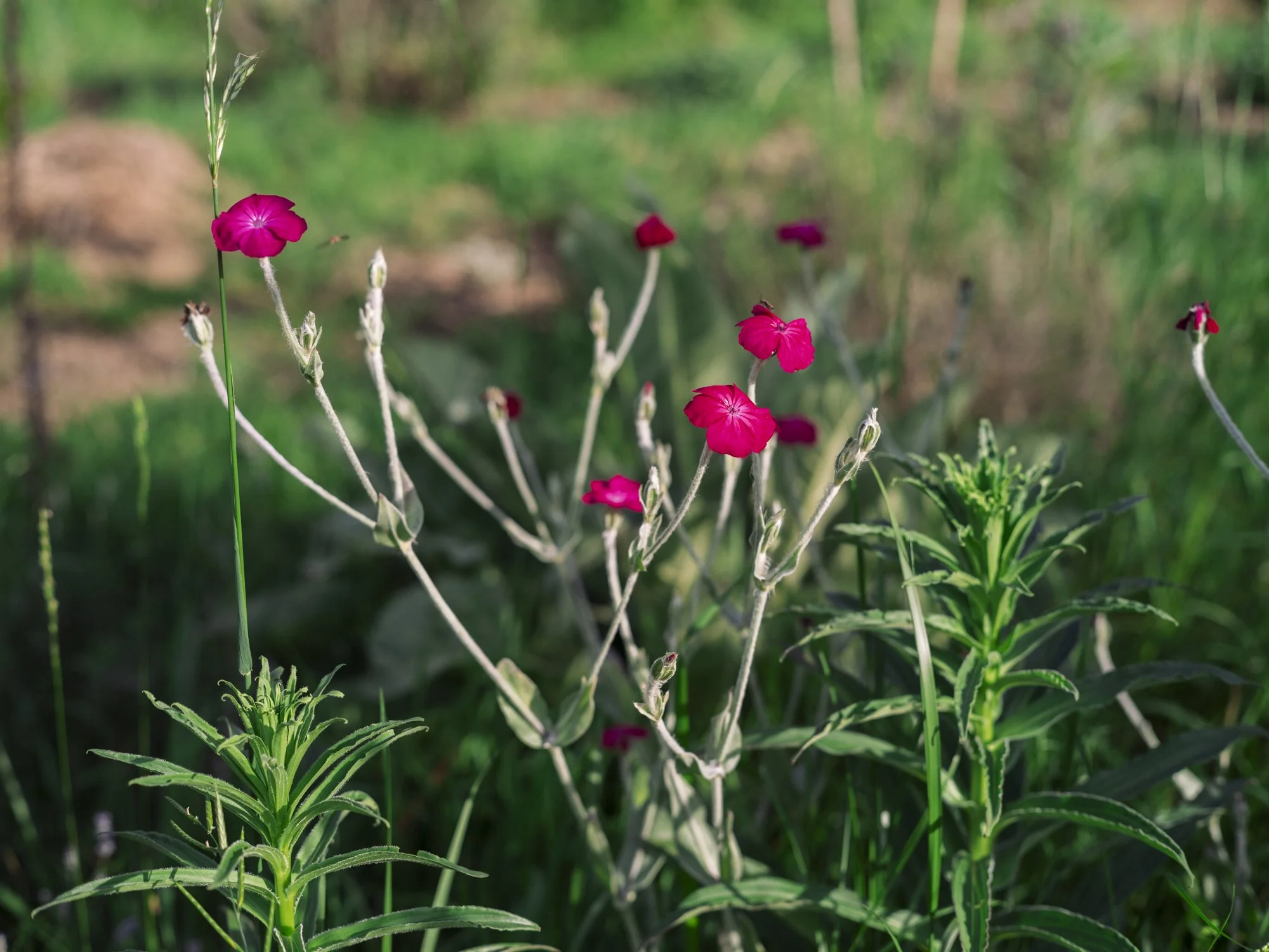 L1010801.jpg