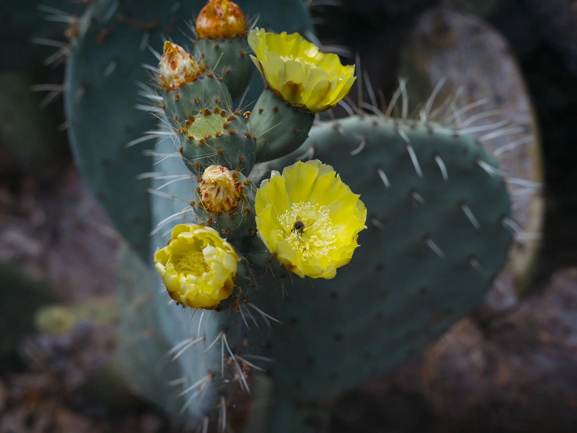 L1010469-3.jpg