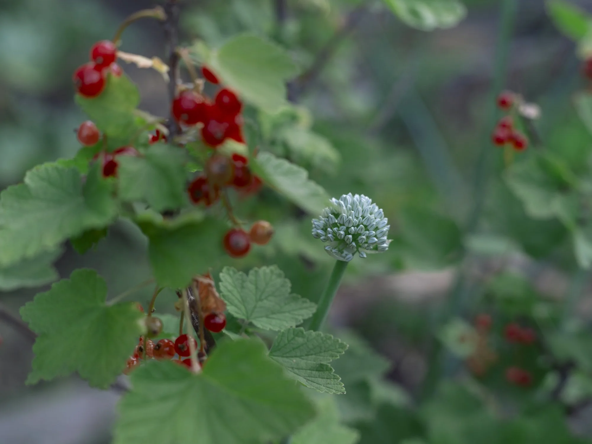 L1010860.jpg