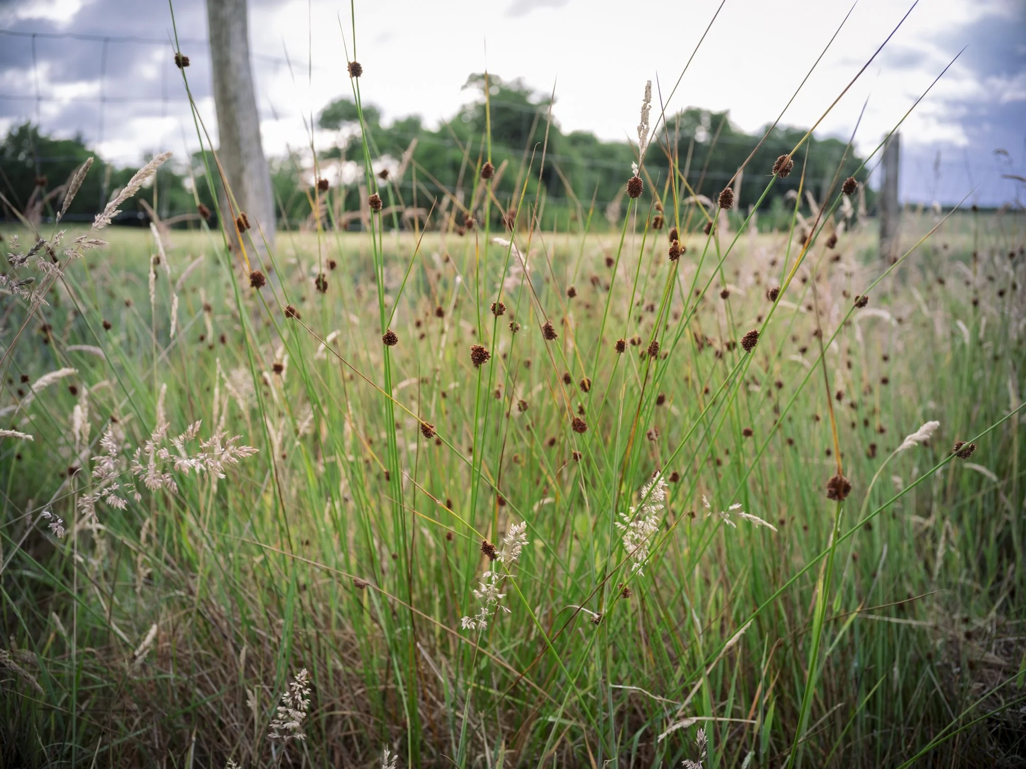 L1010736.jpg