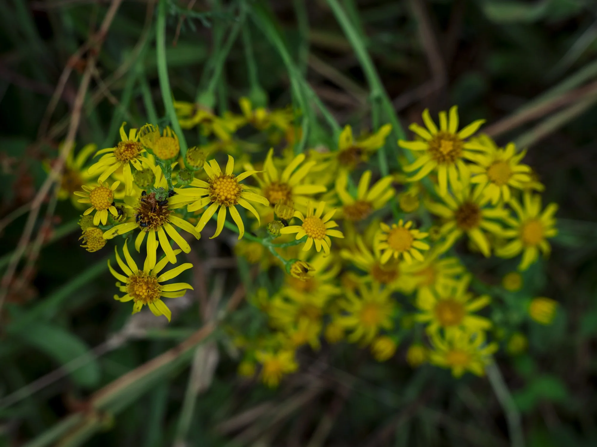 L1010747.jpg