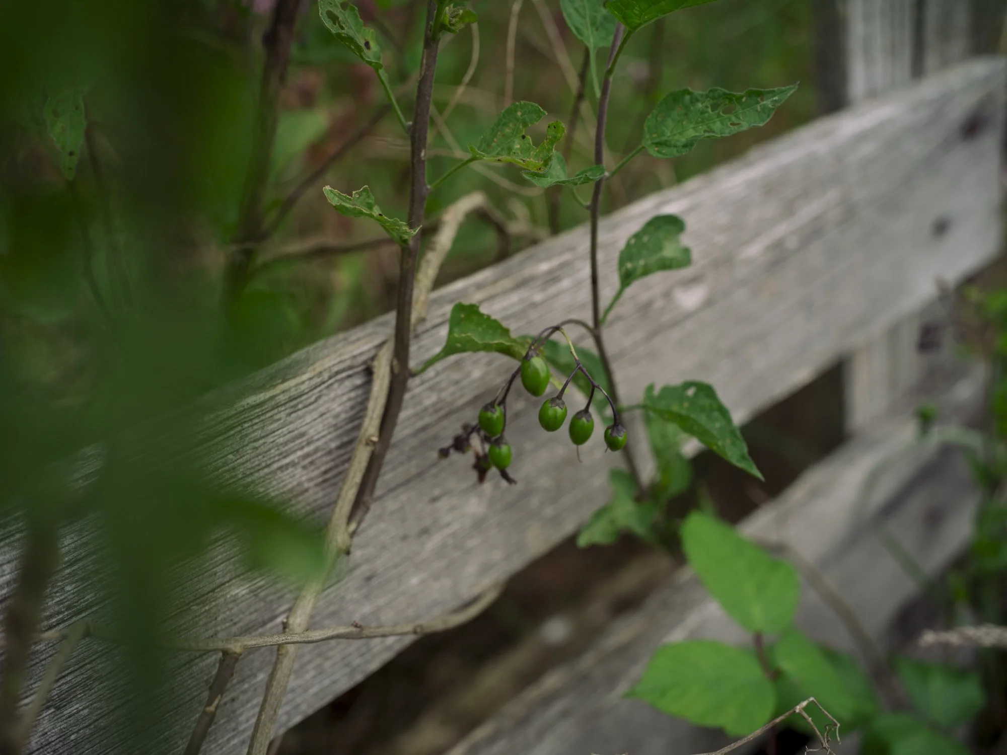 L1010641.jpg