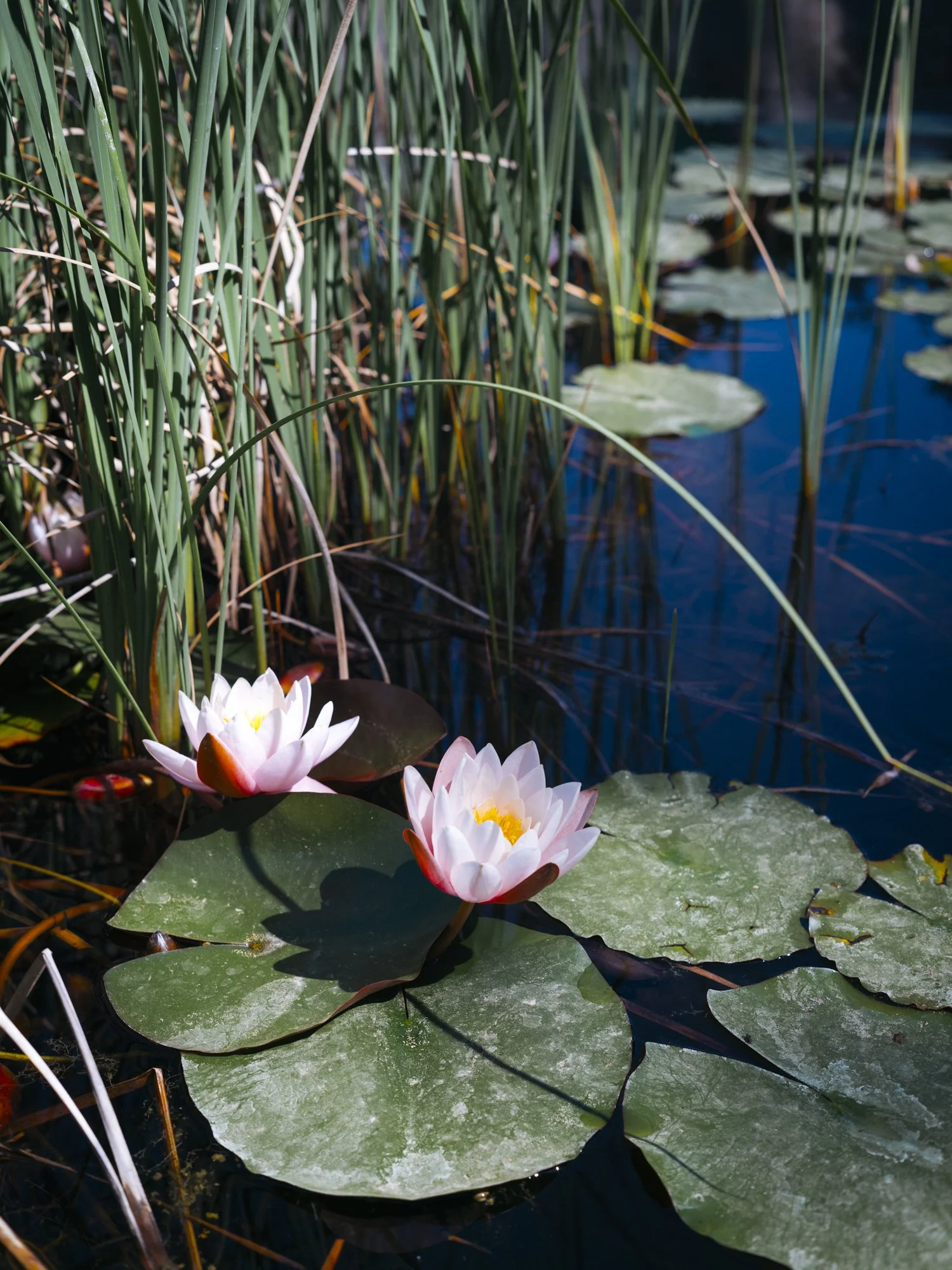 L1010451-4.jpg