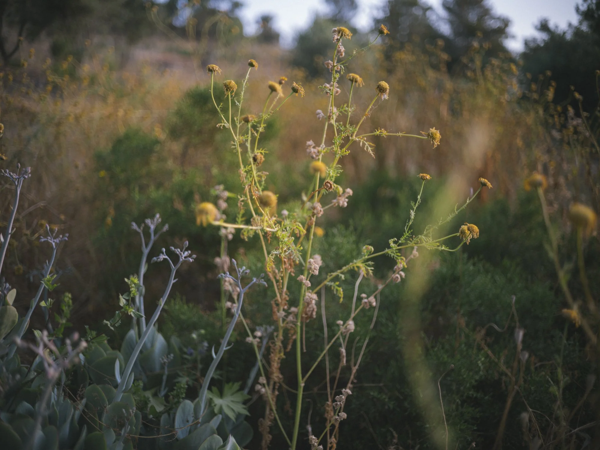 L1010440.jpg