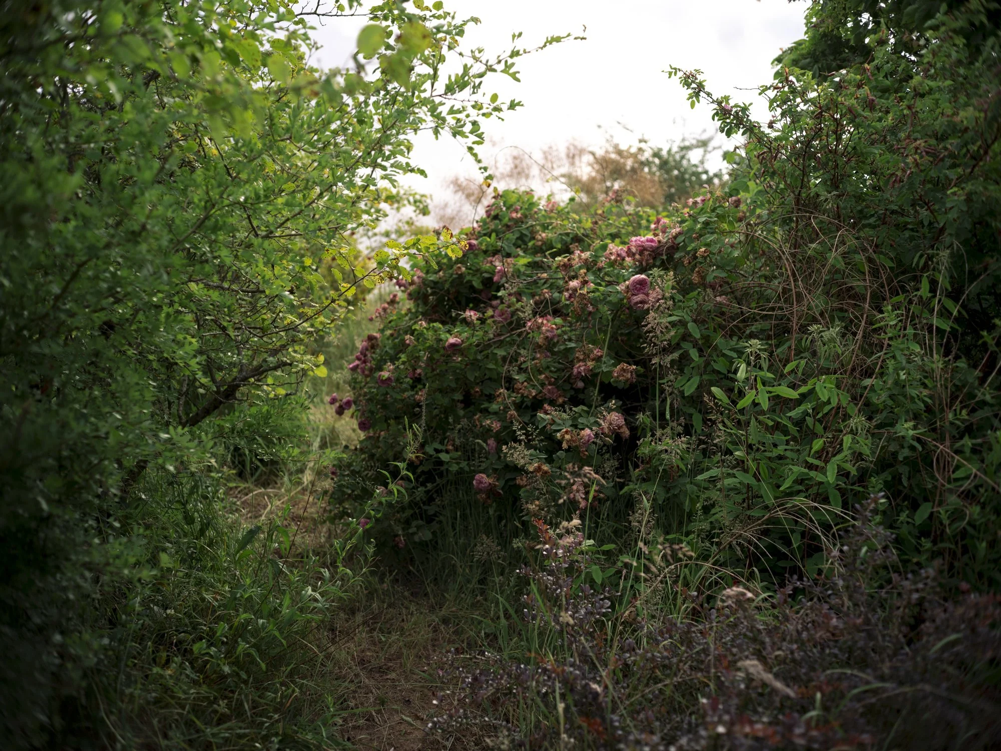 L1010731.jpg