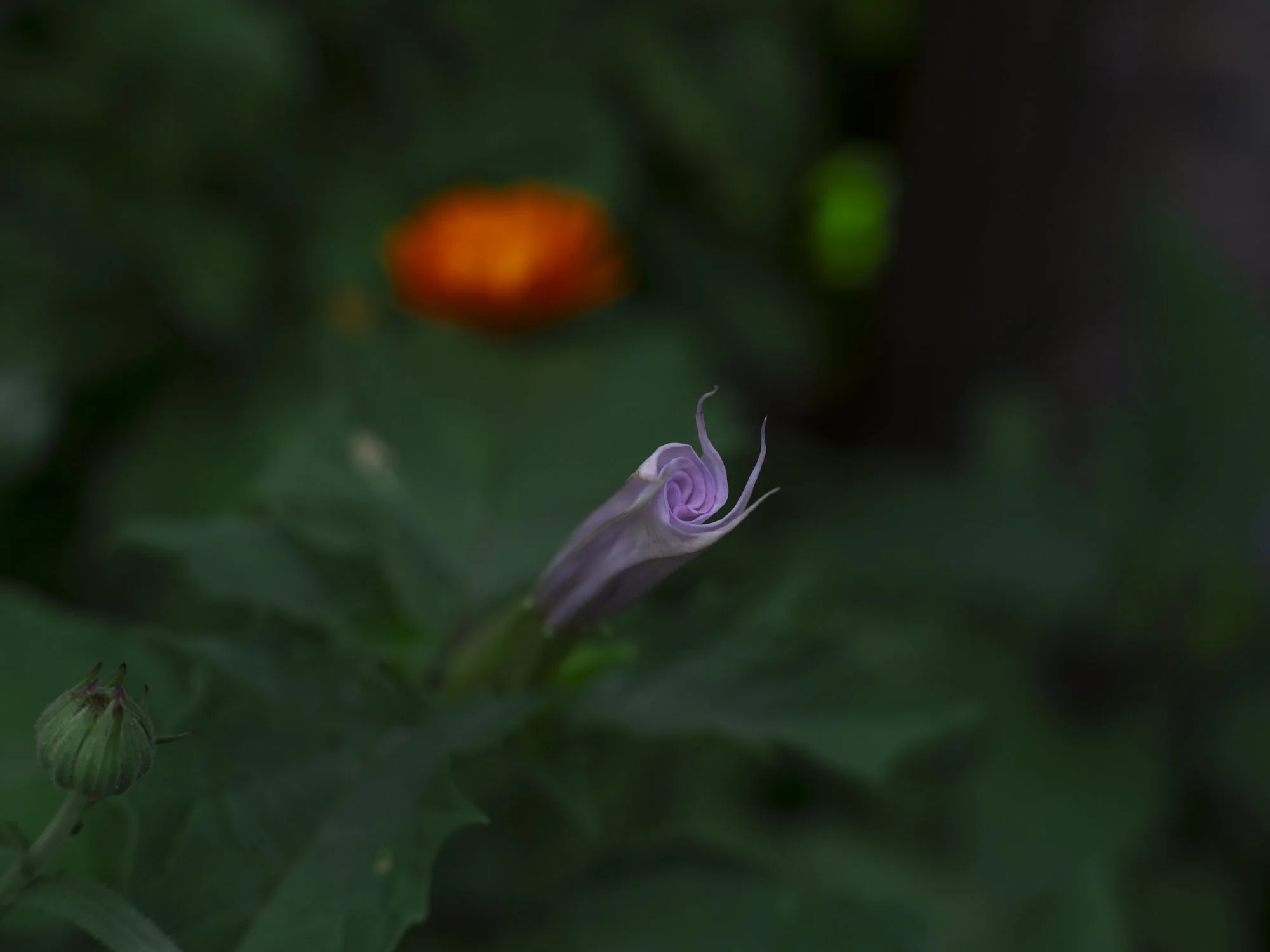 L1010707.jpg