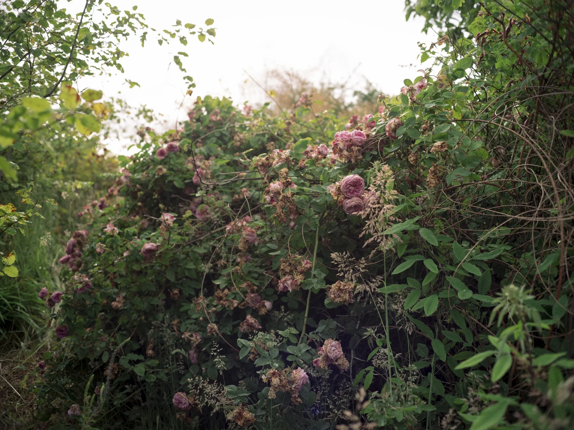 L1010437.jpg