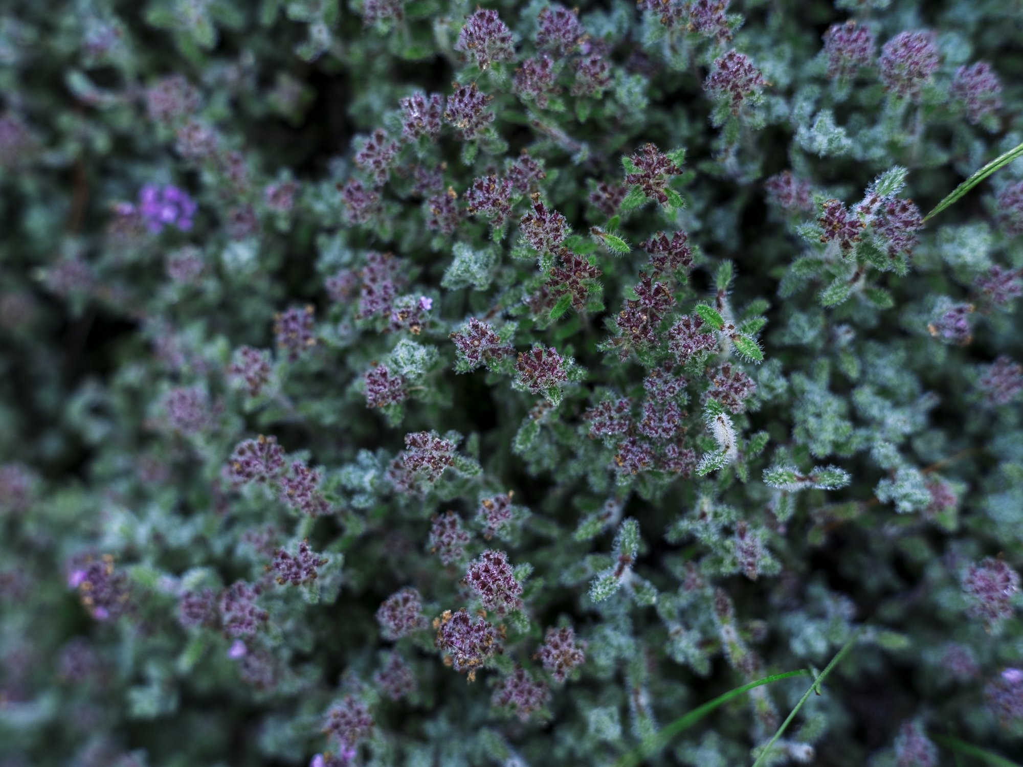 L1011113.jpg