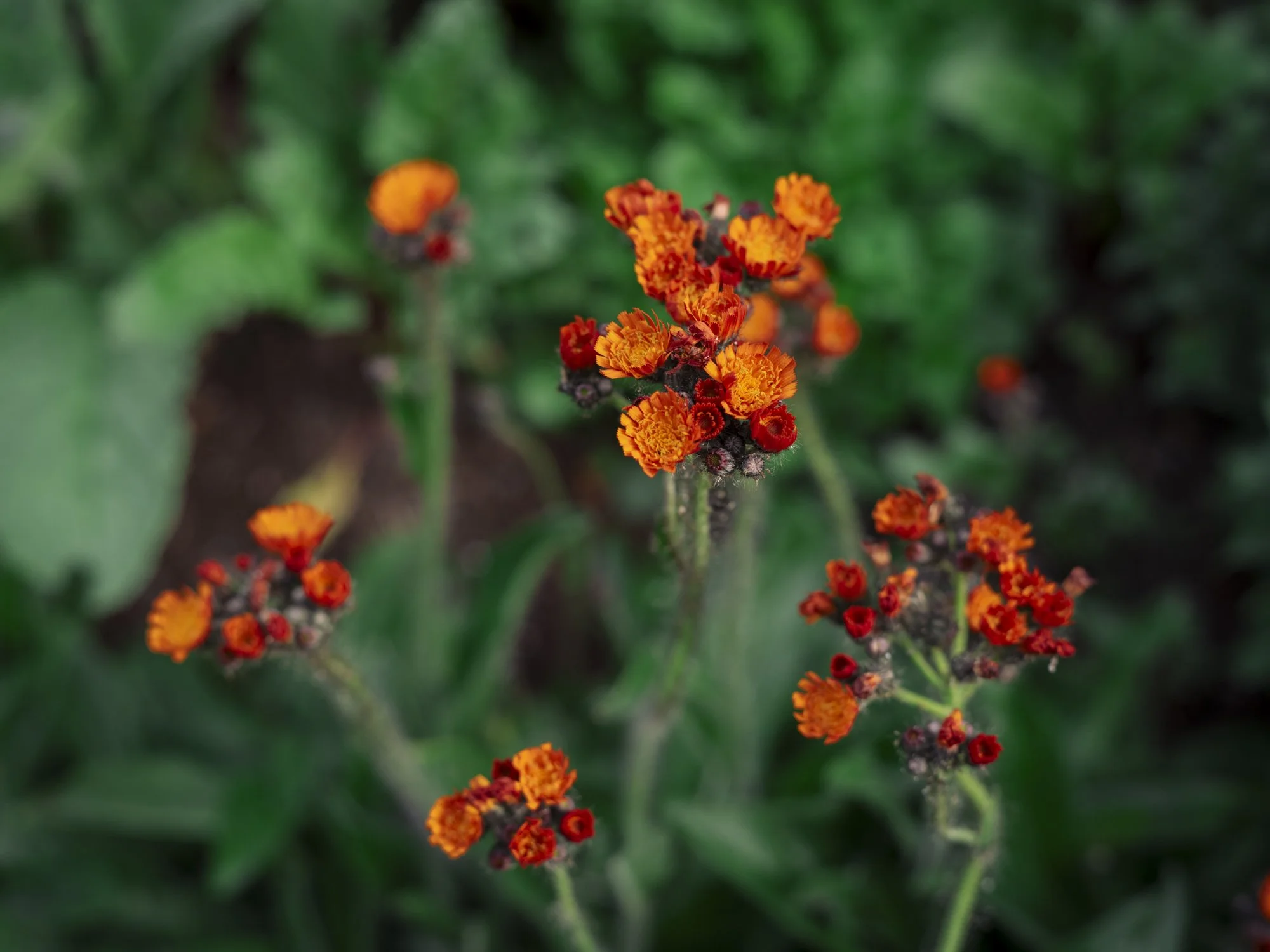 L1010559.jpg