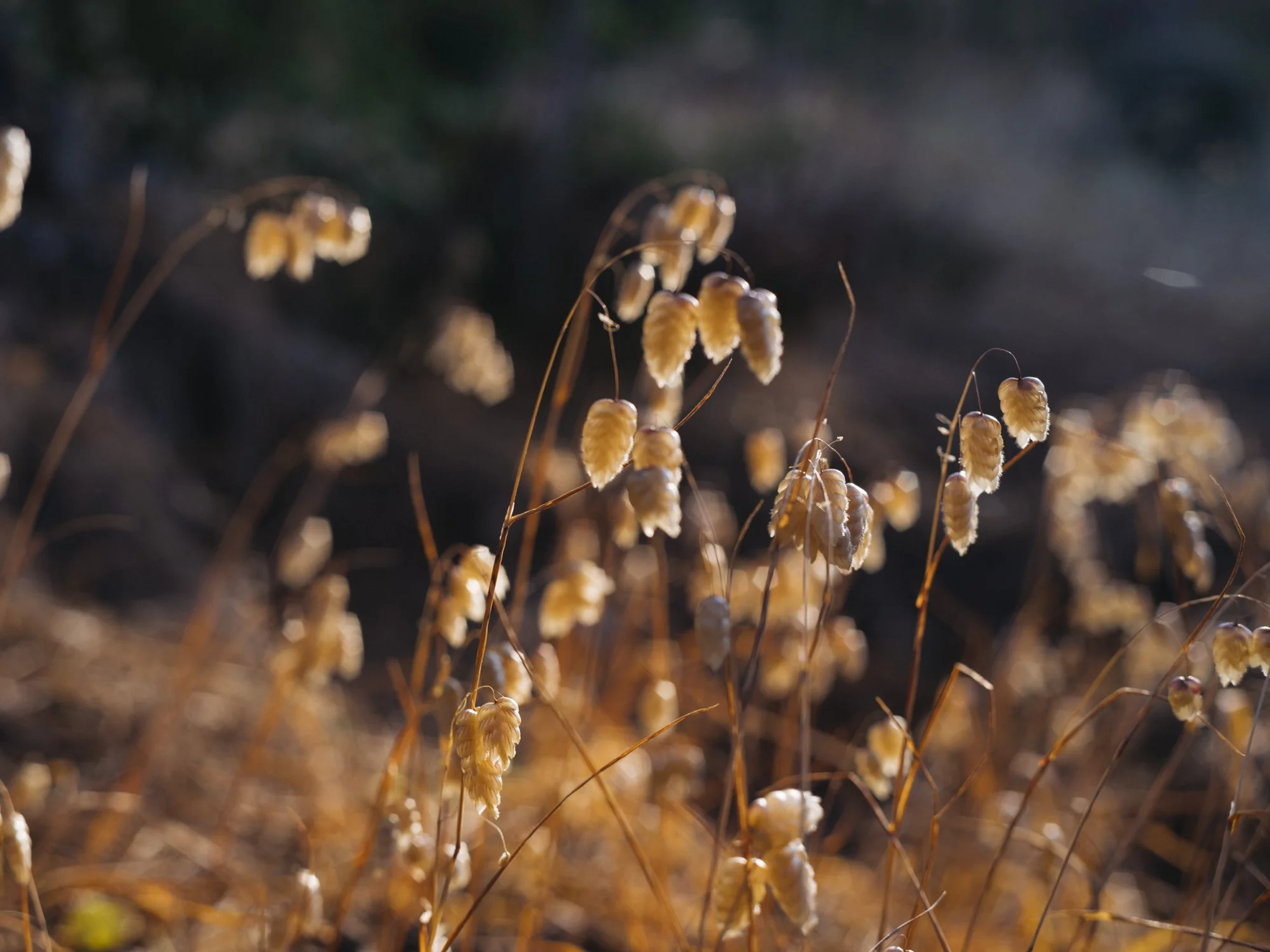 L1010476.jpg