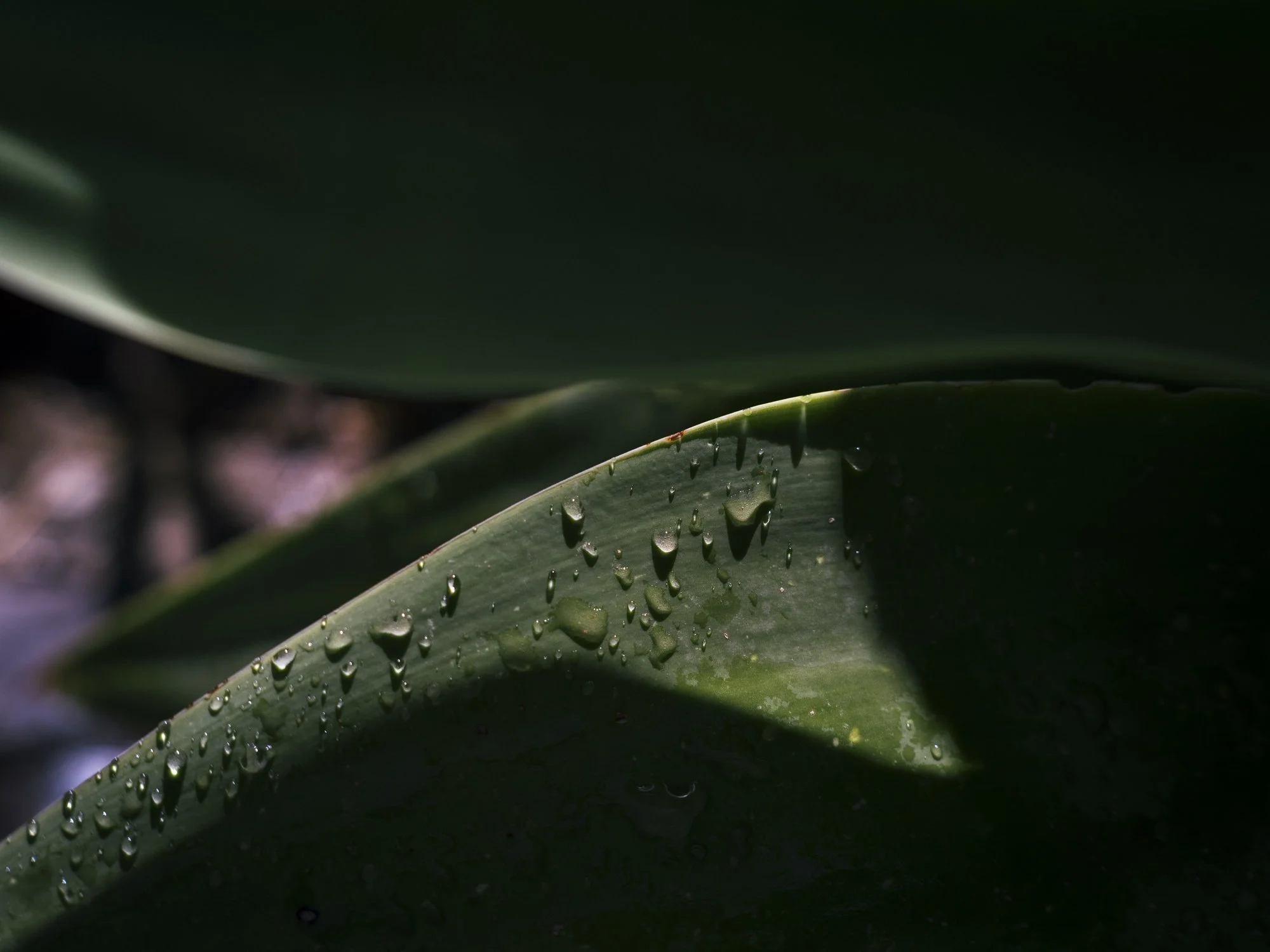L1010449-2.jpg