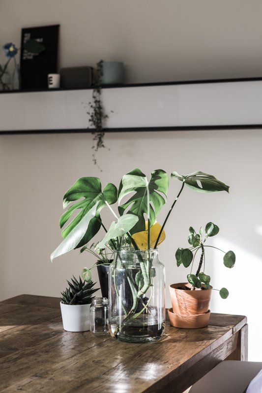  Sur la table de la salle à manger sont posés plusieurs vases accueillant des plantes vertes pour apporter une touche de nature à cet intérieur.  